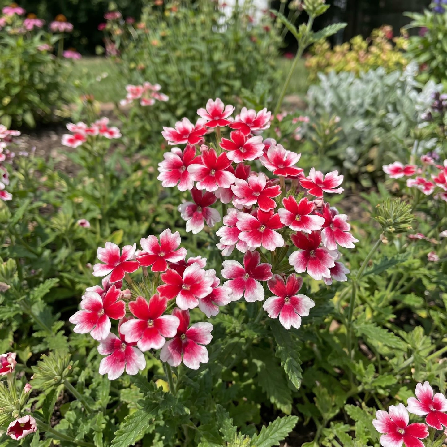 2 Verbena Live Plants, Trailing Verbena Plants for Planting Outdoor, Perennial Ground Cover Flowers 4-7 Inches (Bicolor)