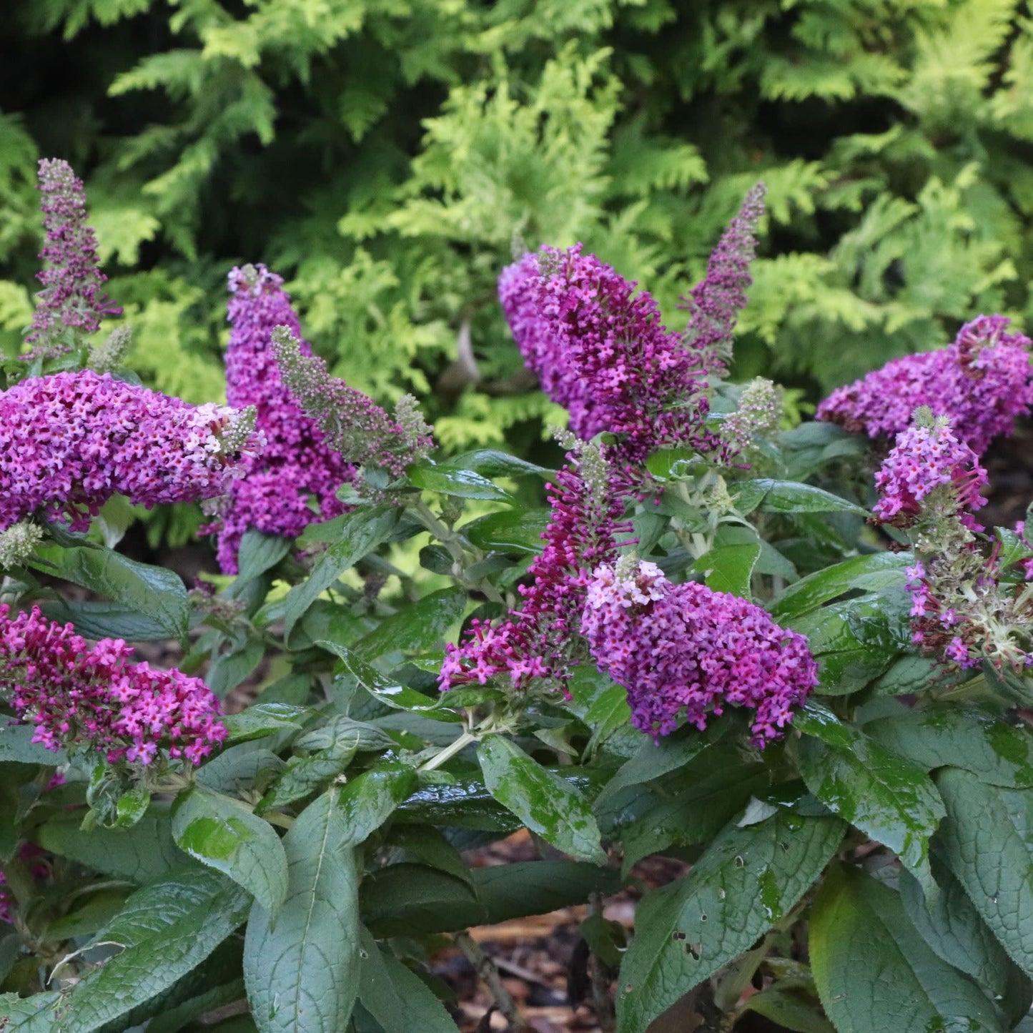 Proven Winners Pugster Pico Punch Butterfly Bush (Buddleia x) Live Plant, 4.5" Qt, 4 Pack