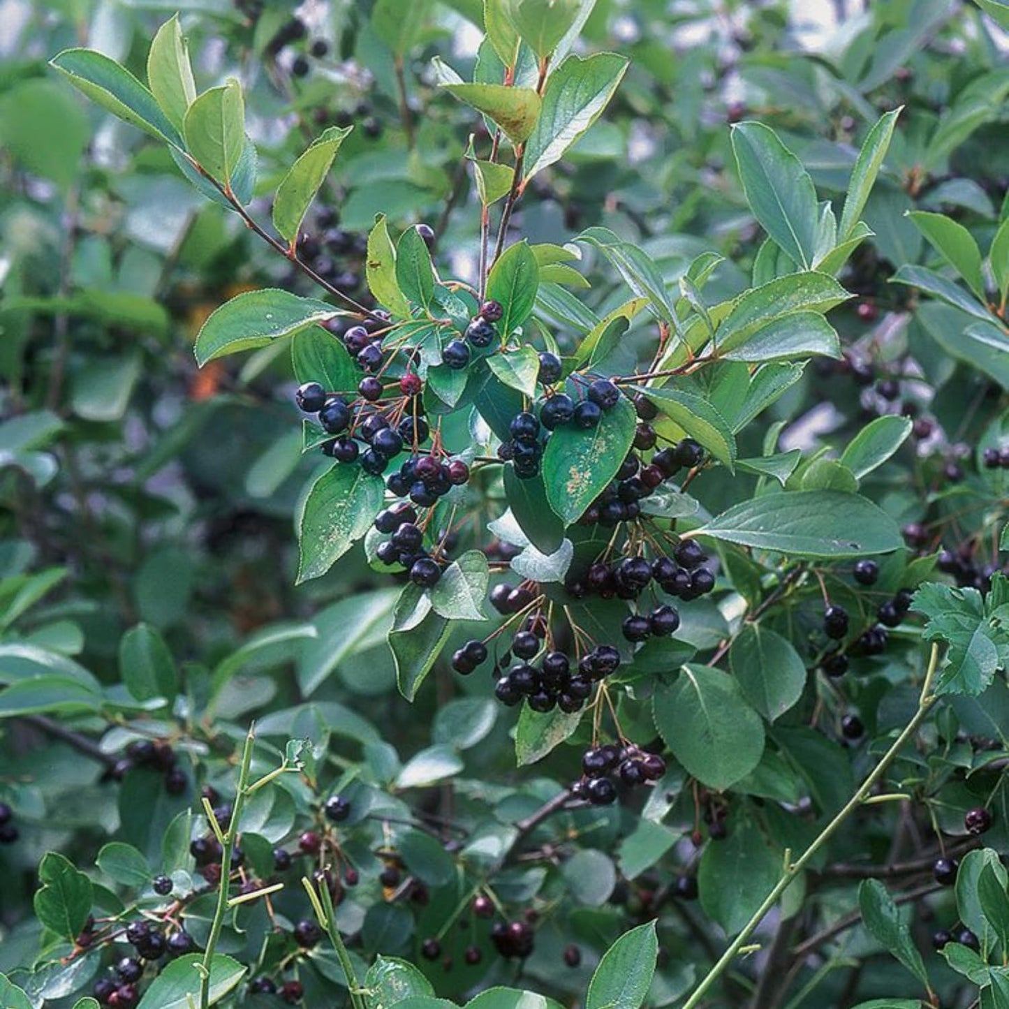 Chokeberry Tree Live Plant, Black Aronia Berries Tree 1.5-2 Feet Tall, Hardy Edible Berry Fruit Plant for Planting Outdoor