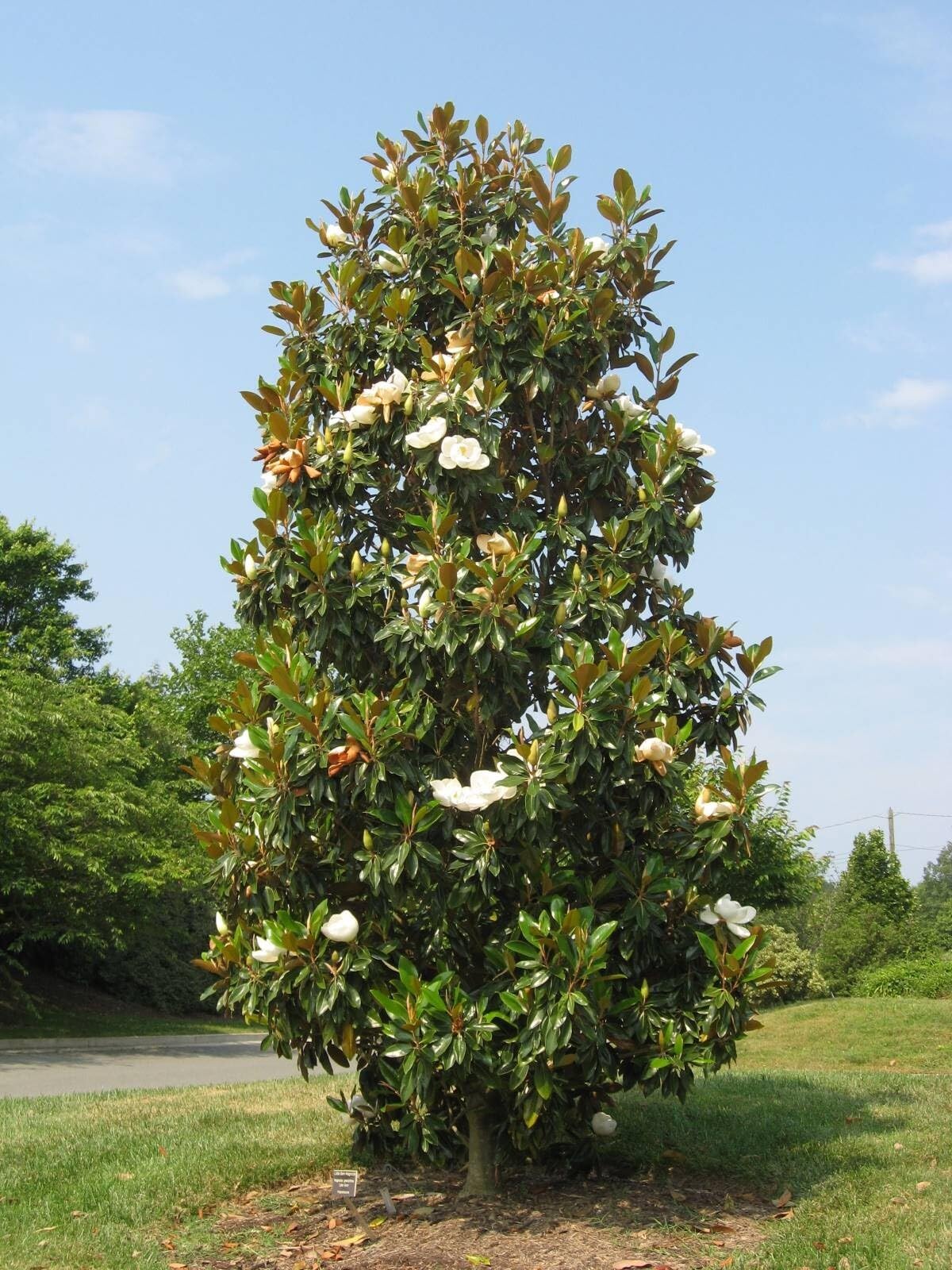 Live Plant - Evergreen Southern Magnolia Grandifolia 20-28 inch tallFragrant