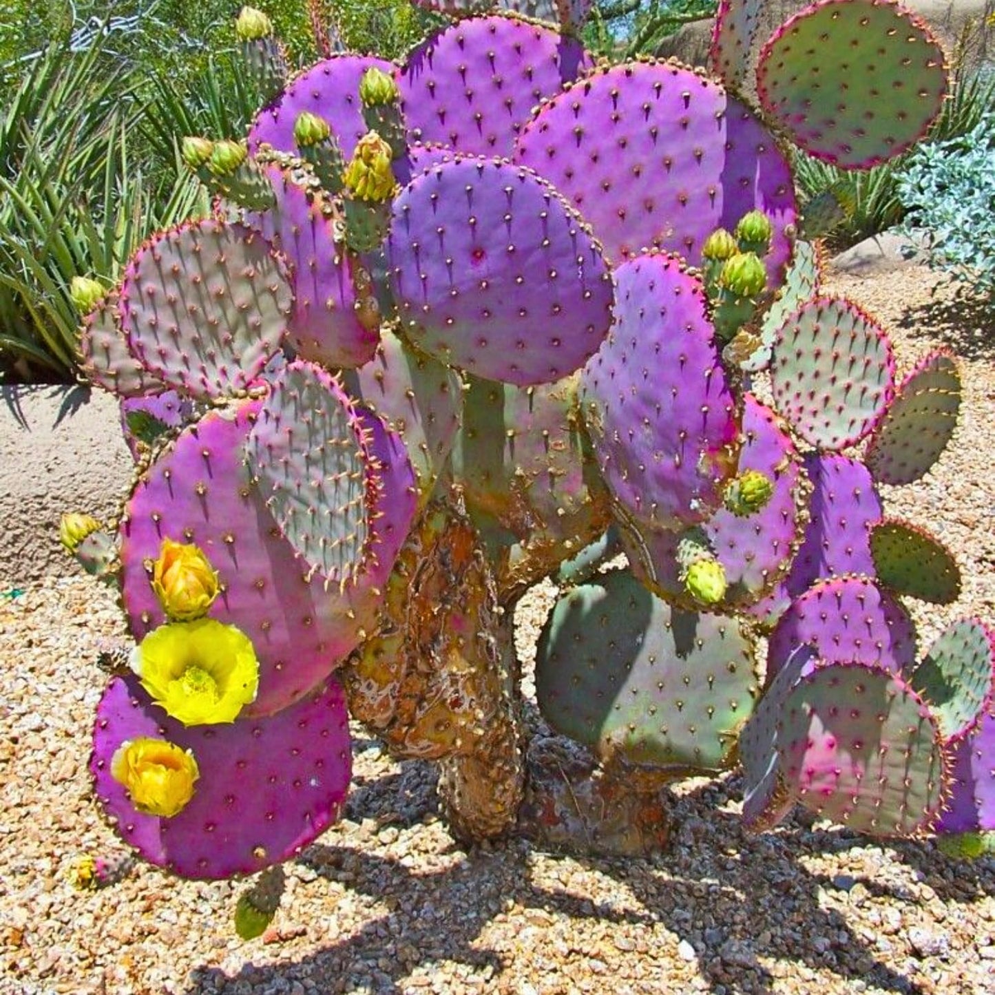 Set 2 Purple Prickly Pear Cactus, Fast Growing Cactus Live Plant 5-8'' Tall, Ready to Grow, Outdoor Garden Planting