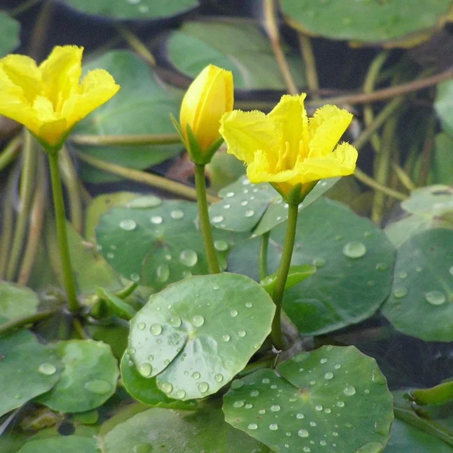 Live Aquatic Pond Plant Yellow Floating Heart: Hardy Outdoor Garden Water Pond Plants Lily Like Floating Pads Goldfish Koi Ponds Loves Shade Sun Flowers Beautiful White Vanilla Scented Lily Flower