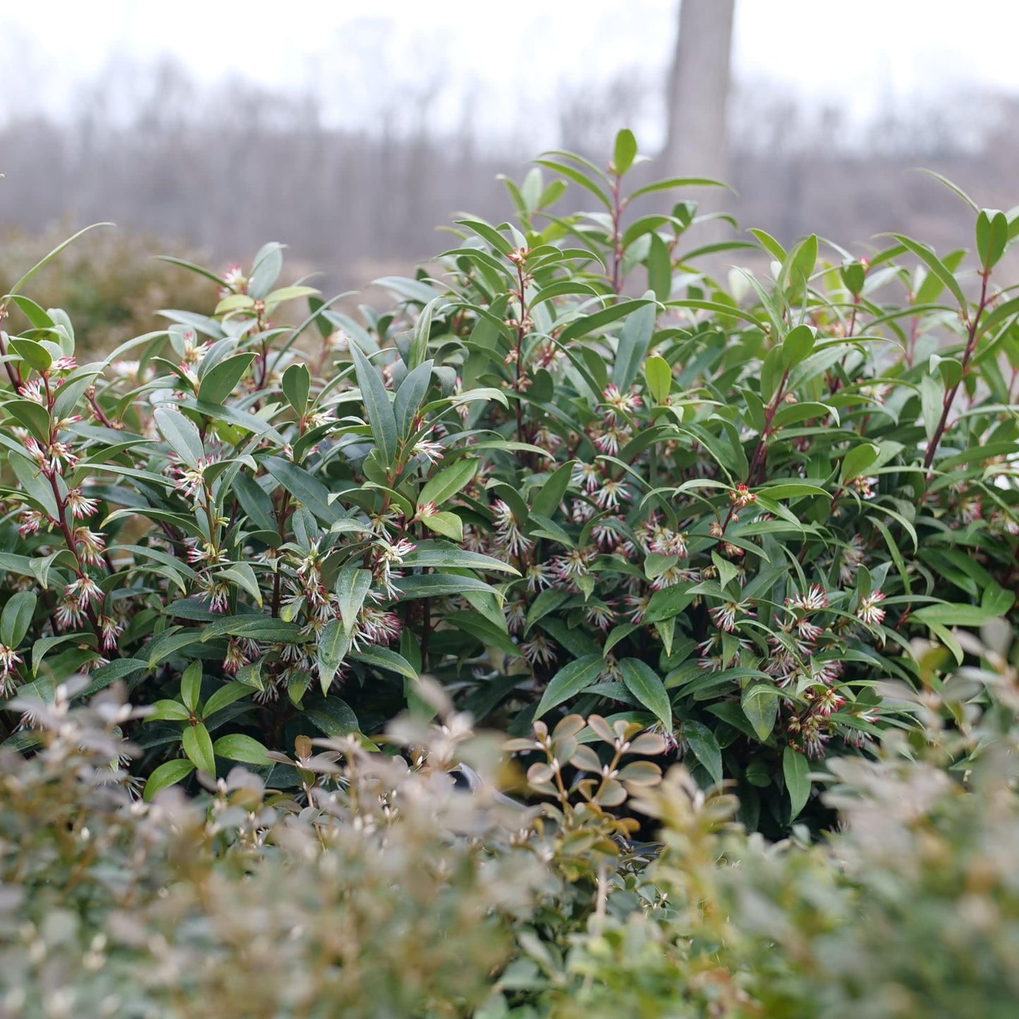 Proven Winners Sweet & Lo Sweet Box (Sarcococca hookeriana) Live Plant, 4.5" Qt