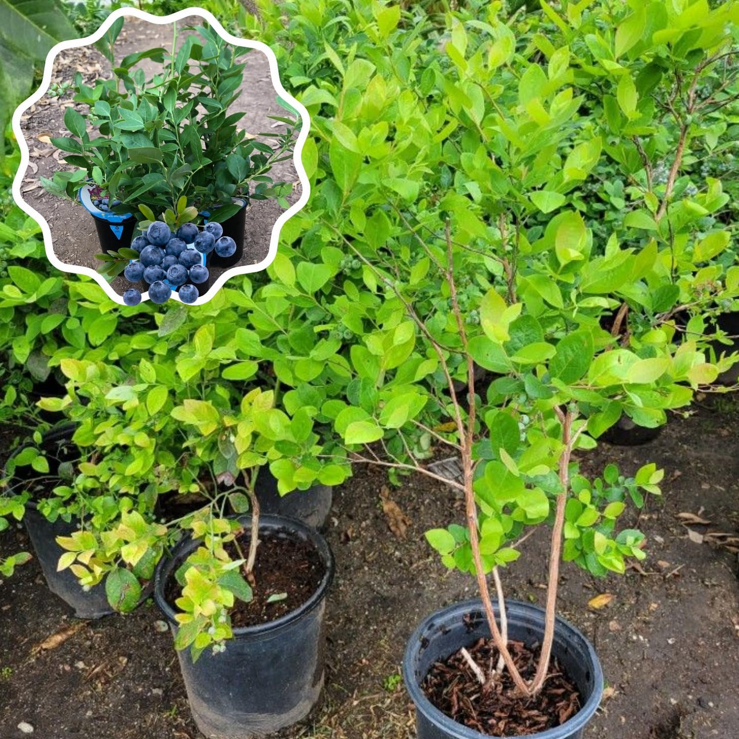 1 Blueberry Bush Live Plant, Blueberry Plant Live for Planting Outdoor, 5-9 Inch Blueberry Fruit Trees, No Pot (Emerald Blueberry)