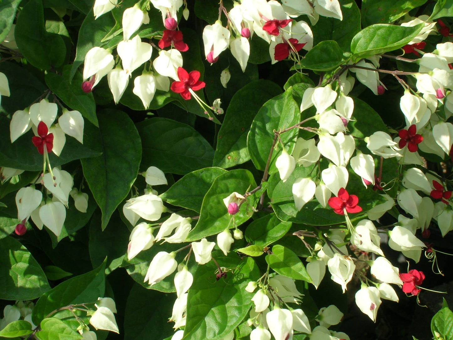 Bleeding Heart Vine - Live Plant in a 4 Inch Pot - Clerodendrum Thomsoniae - Florist Quality Indoor Outdoor Flowering Vine from Florida