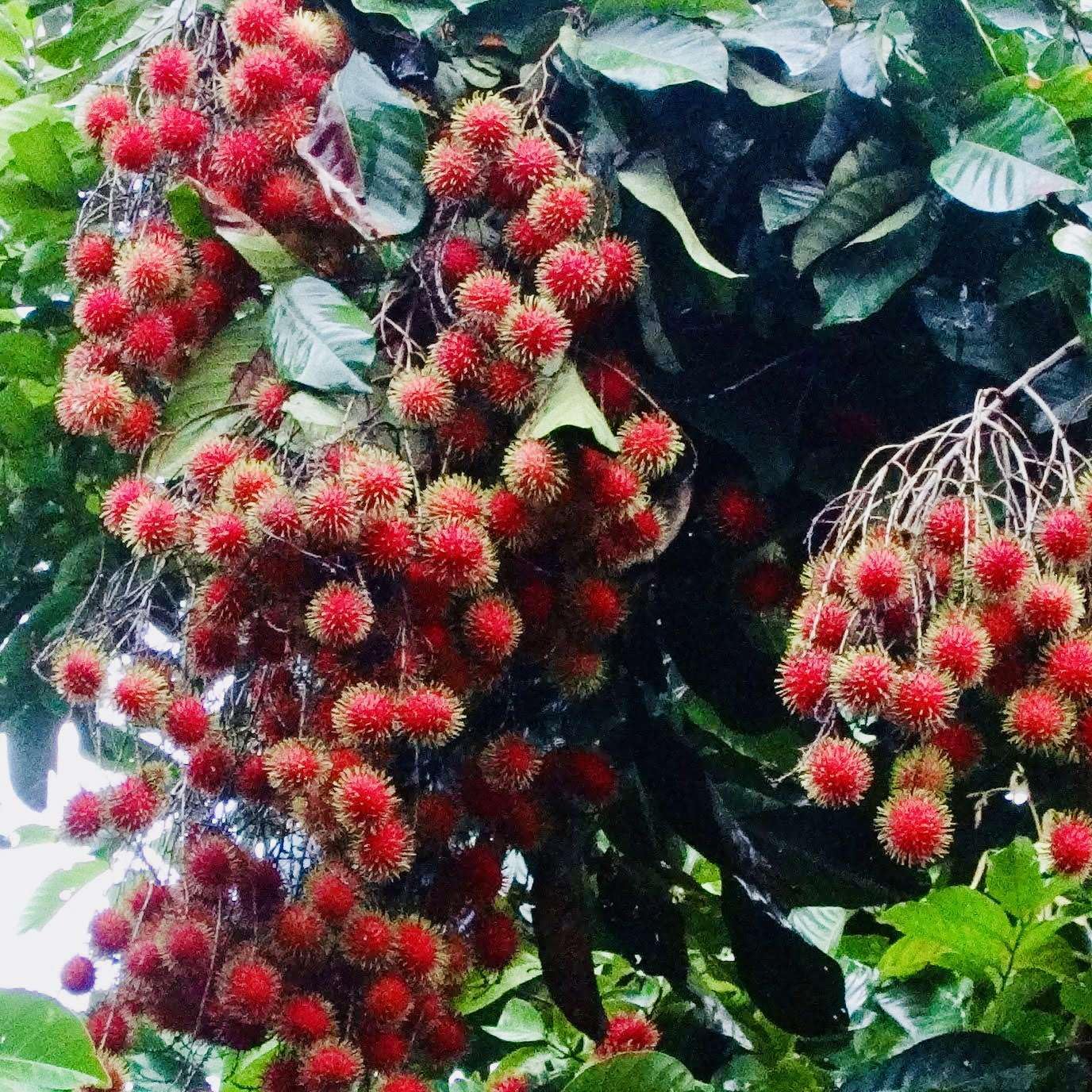 Red Rambután (Nephelium lappaceum) Exotic Fruit Live Tree 12”-24” Tropical Plantae