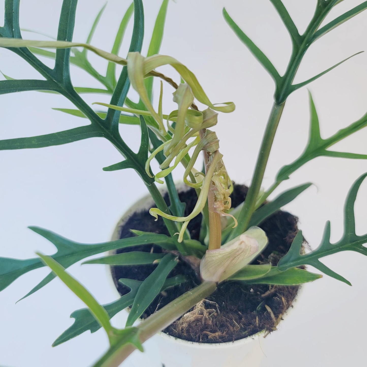 Philodendron Tortum Live Plant | Ships from CA | Available in Modern White Self-Watering Planter | Air Purifying & Pet-Friendly (4" Nursery Pot, Small Plant)