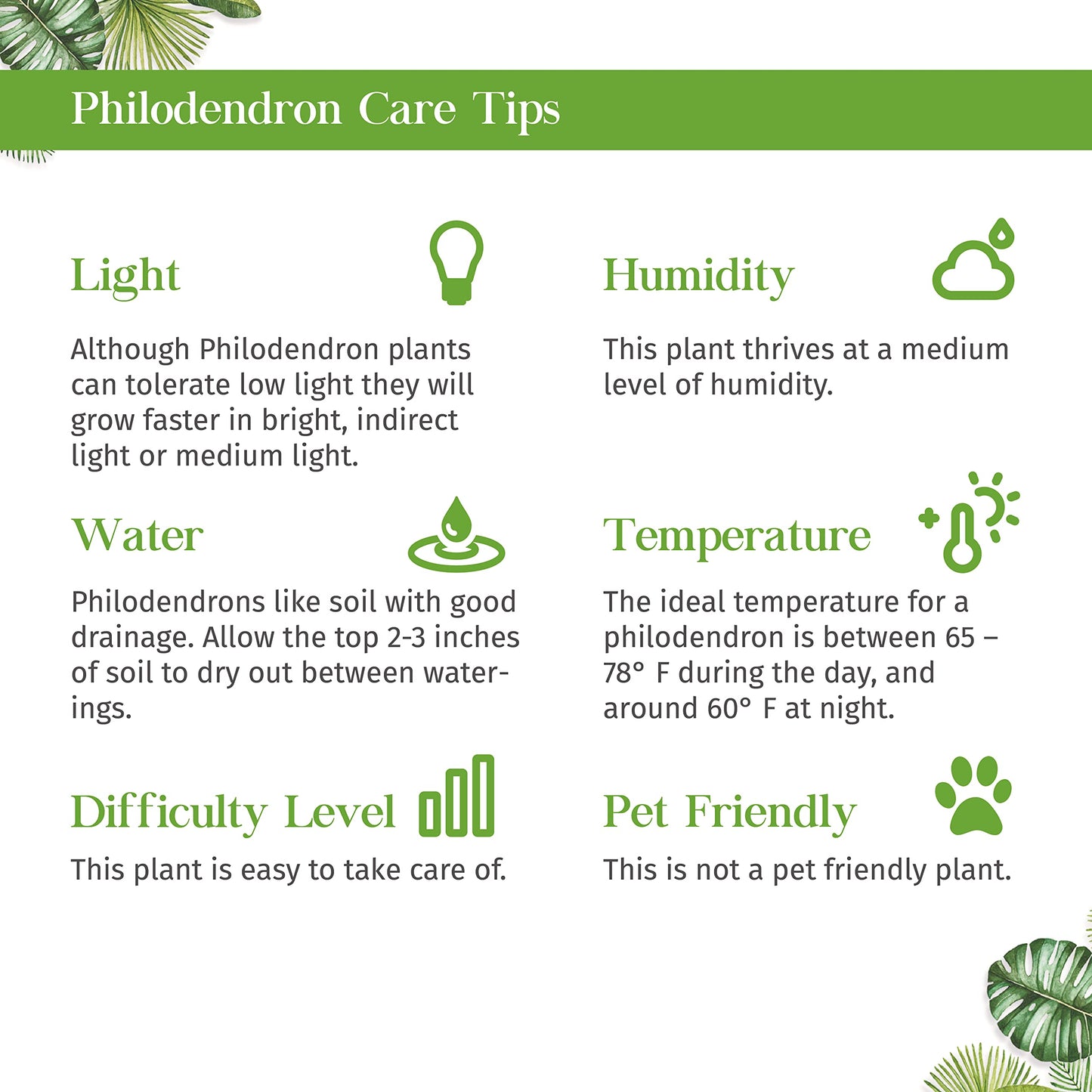 Philodendron Cordatum Heartleaf Live Plant for Indoor | Different Houseplants in 3'' Pot | Real House Plant for Living Room, Office, Desk & Bathroom | Philodendron cordatum