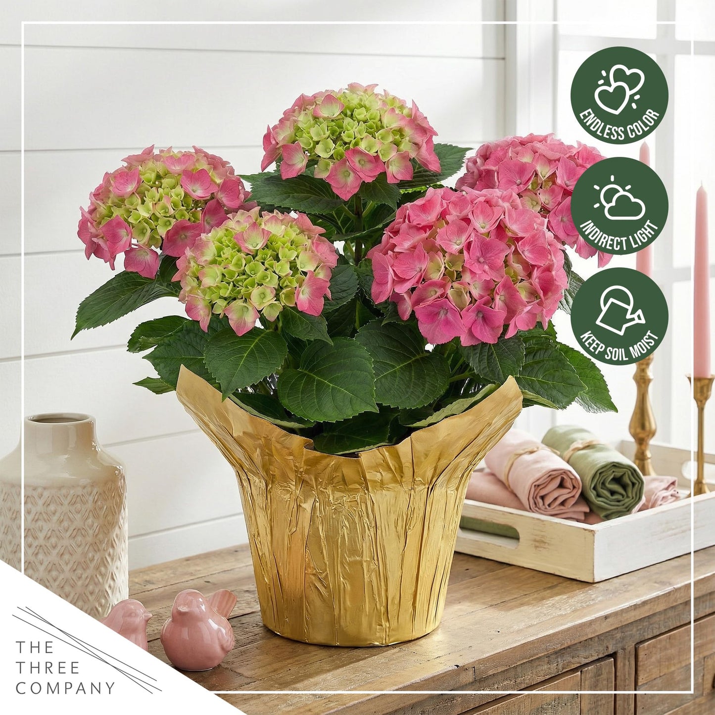 Live Flowering Hydrangea - Shades of Pink, 3+ Beautiful Blooms, 1.5 Qt Pot with Deco Cover, 12" Tall by 8" Wide