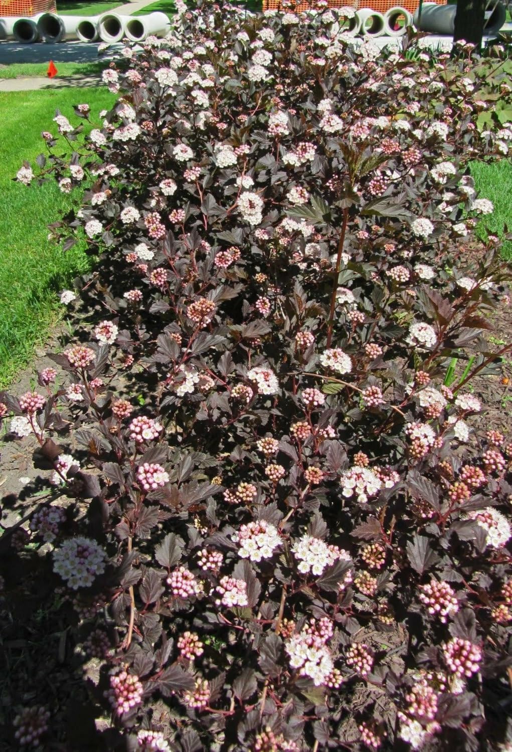 Live Plant - Crimson Diabolo Ninebark Shrub/Bush - 6-12" Tall - Live Potted Plant - 2.5" Pot
