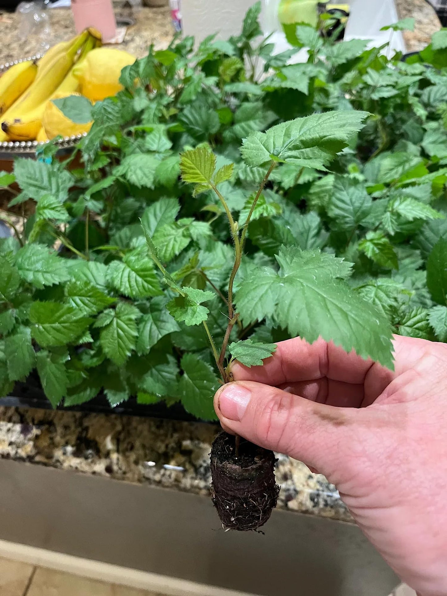Ponca BlackBerry Plants Pack of 2 - (5-9" Tall) – Sweetest Thornless Live Berry Bushes – Cold Hardy Zones 5-9 – Self-Supporting Rubus Starter for Patio Containers or Outdoor Gardens – High Yield