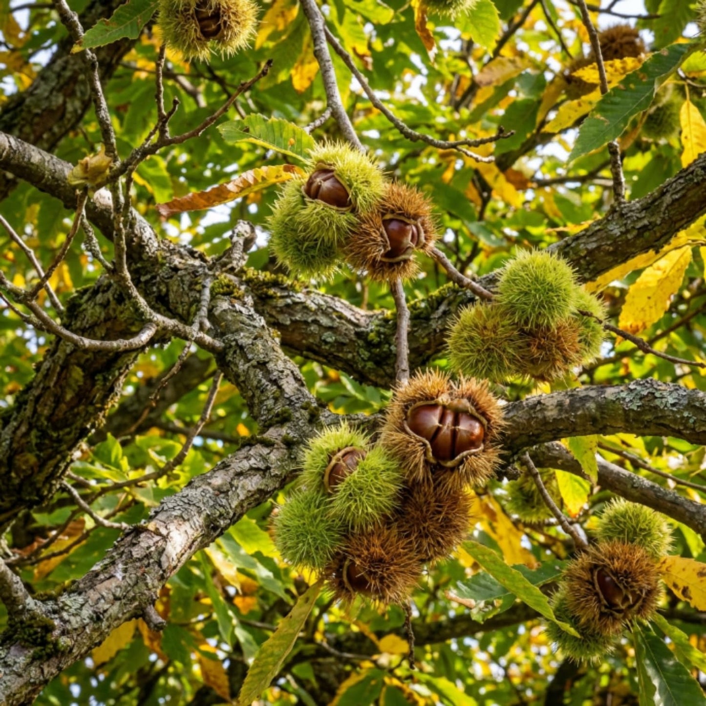 Live Chestnut Tree 6–12 Inch Tall Seedling, Chestnut Nut Tree Plant for Outdoor Planting, Hardy Garden Tree