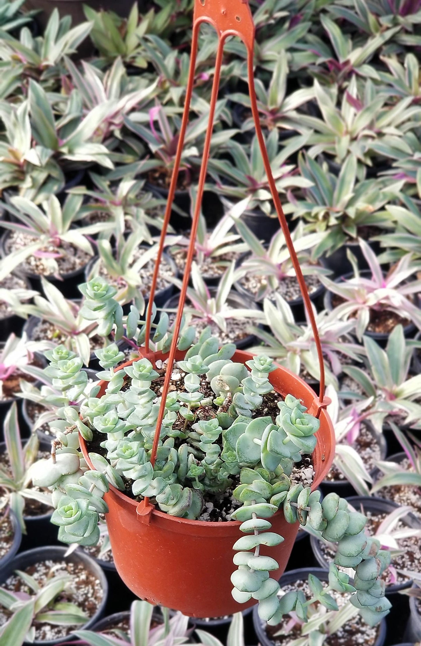 String of Buttons Plant in Hanging Pot Fully Rooted in 6 inch Planter Pots with Soil - Reali Succulent Lve Potted Succulents / Unique Indoor Cactus Decor Crassula Baby's Necklace - Hanging Pot