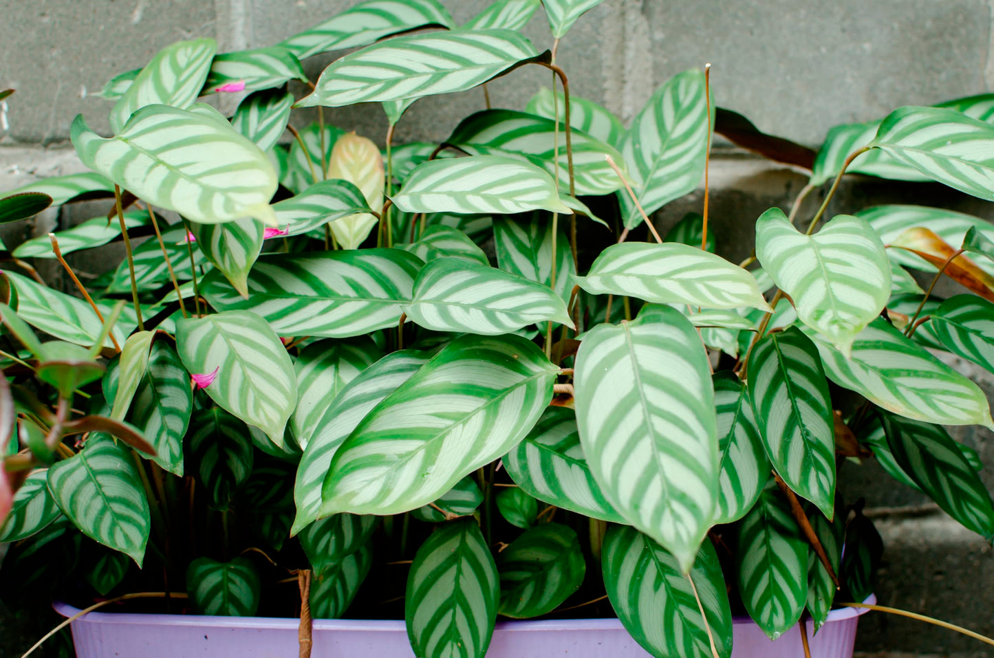 Setosa Never Never Plant, Live Plant in 3" Grower Pot, Easy Care, Houseplant, Ctenanthe