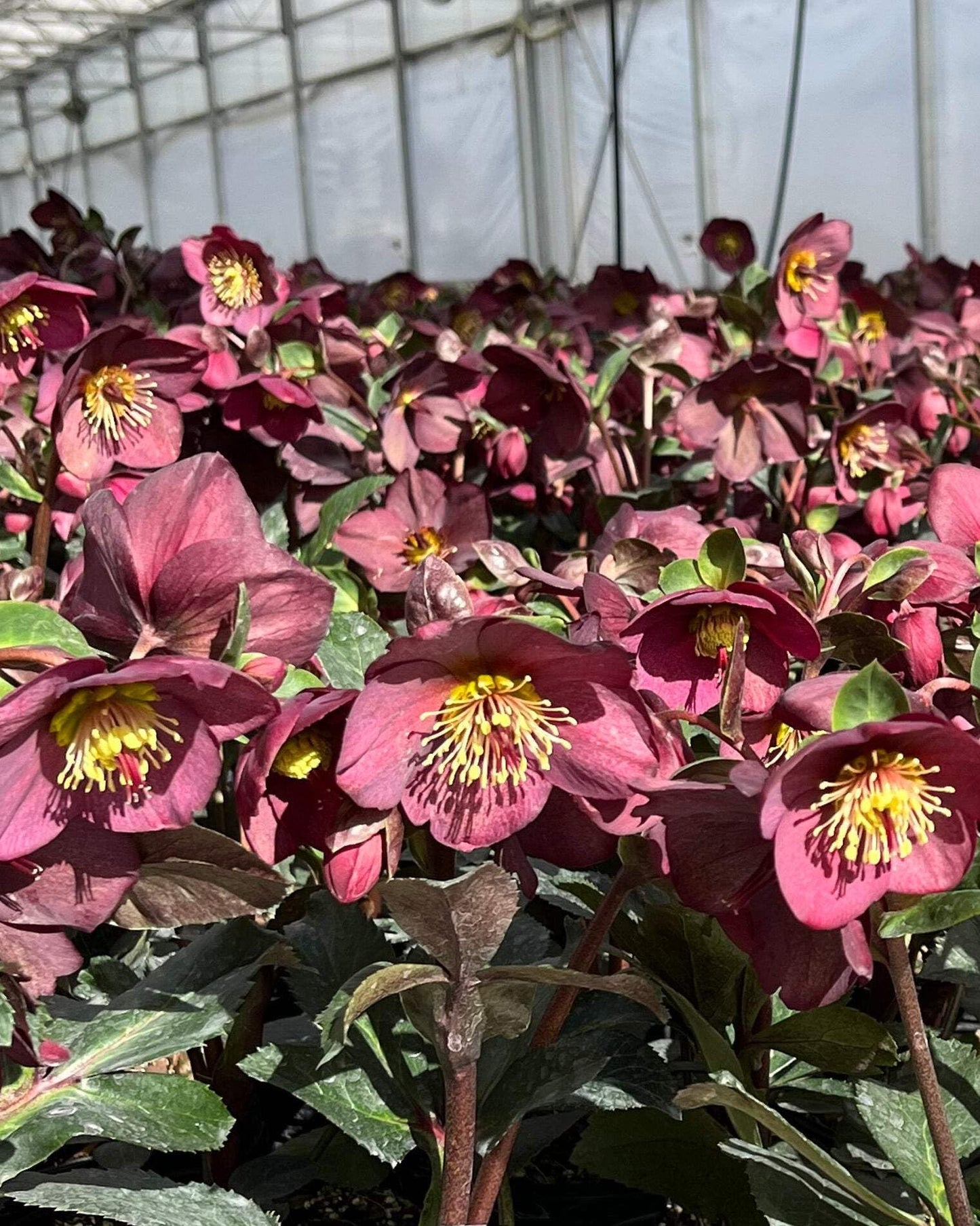 Perennial Farm Marketplace Helleborus HGC® Ice N' Roses® Red (Lenten Rose) Live Perennial, Size-#1 Container, Rose-Red Winter Flowers with Dark Green Evergreen Foliage