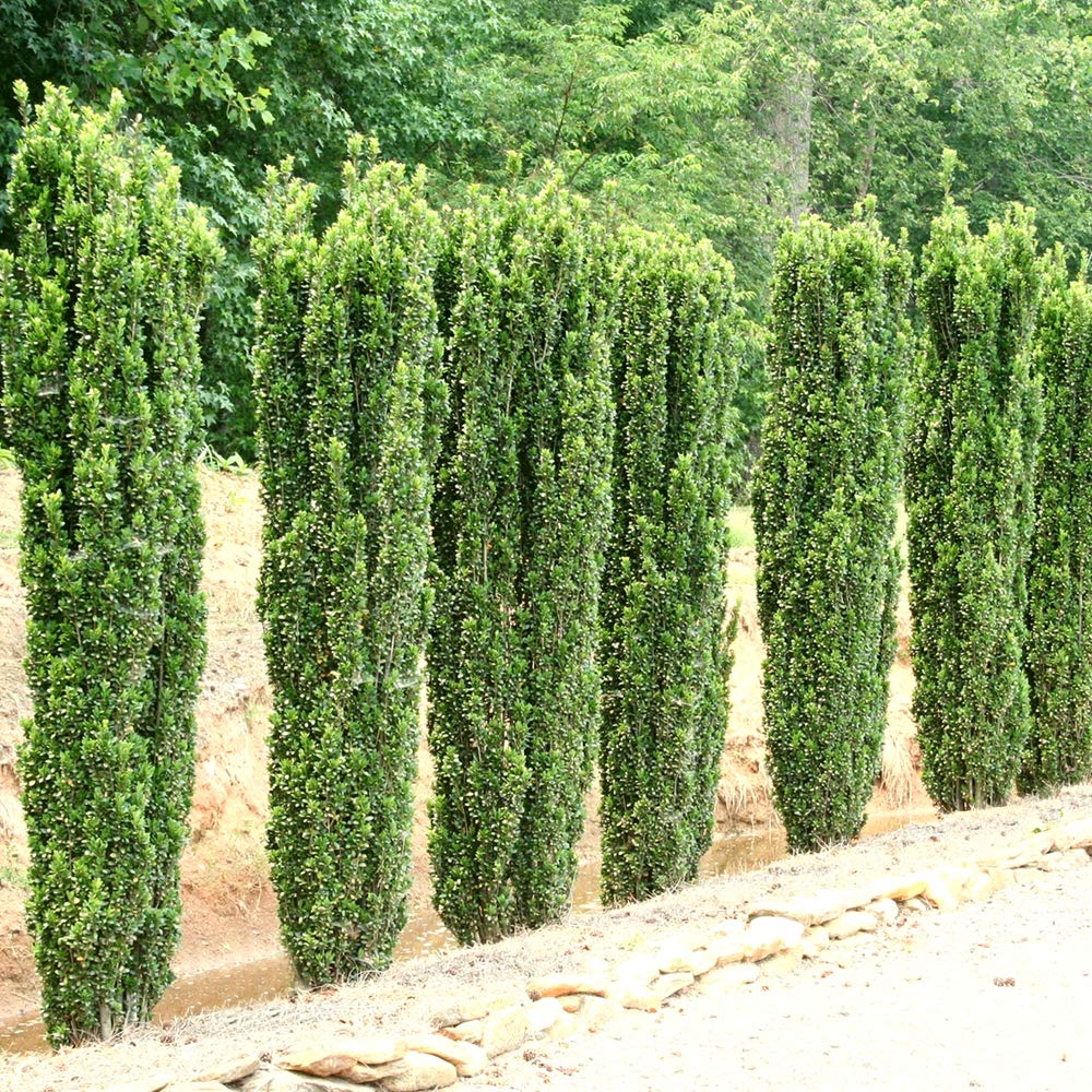 Perfect Plants Sky Pencil Holly Live Plant, 2-3', Includes Care Guide