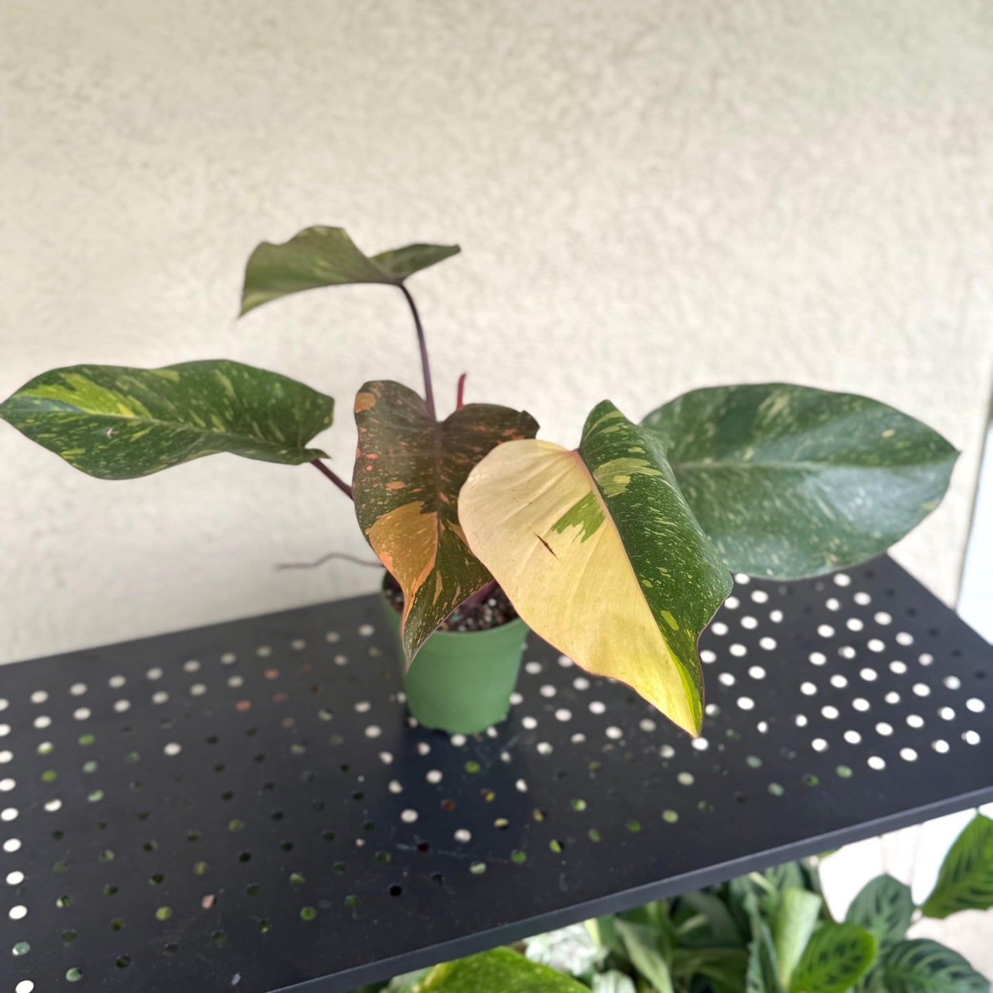 Live Philodendron Orange Princess Plant – Live 4” Variegated Indoor Aroid with Dark Green & Copper-Orange Leaves | Easy Air-Purifying Houseplant for Home or Office Decor (Heat Pack Included)