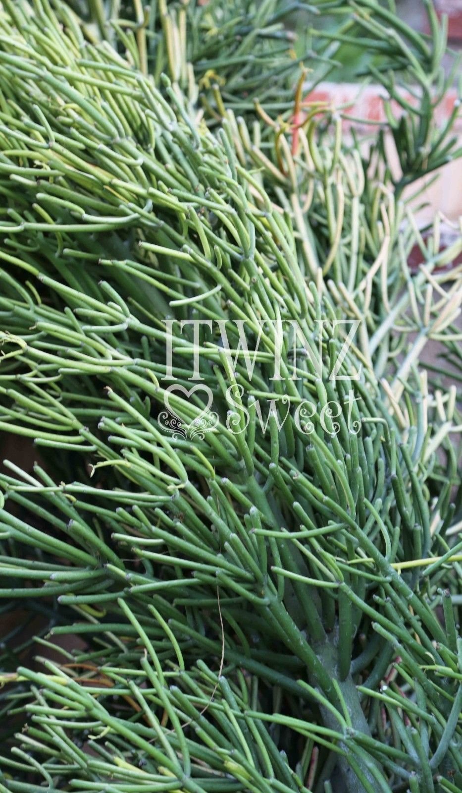9 cuttings Pencil Cactus Euphorbia Tirucalli Sticks on Fire Succulent Cuttings