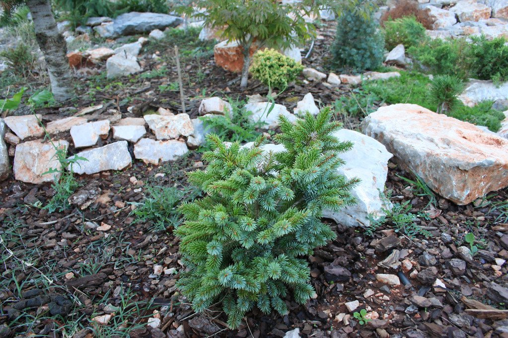 Dwarf Papoose Sitka Spruce 1 - Year Live Plant