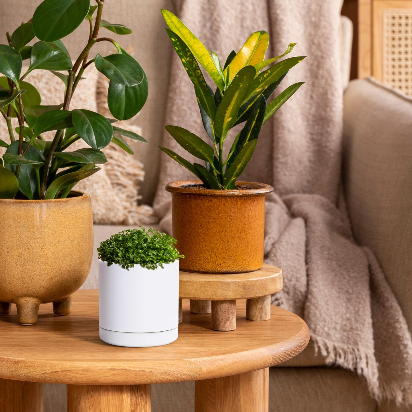 D'vine Dev Set of 4 Small Ceramic Plant Pots, 3.5 Inch Succulent Planter Pot for Plants with Drainage Hole and Saucer, White, 94-X-A-1