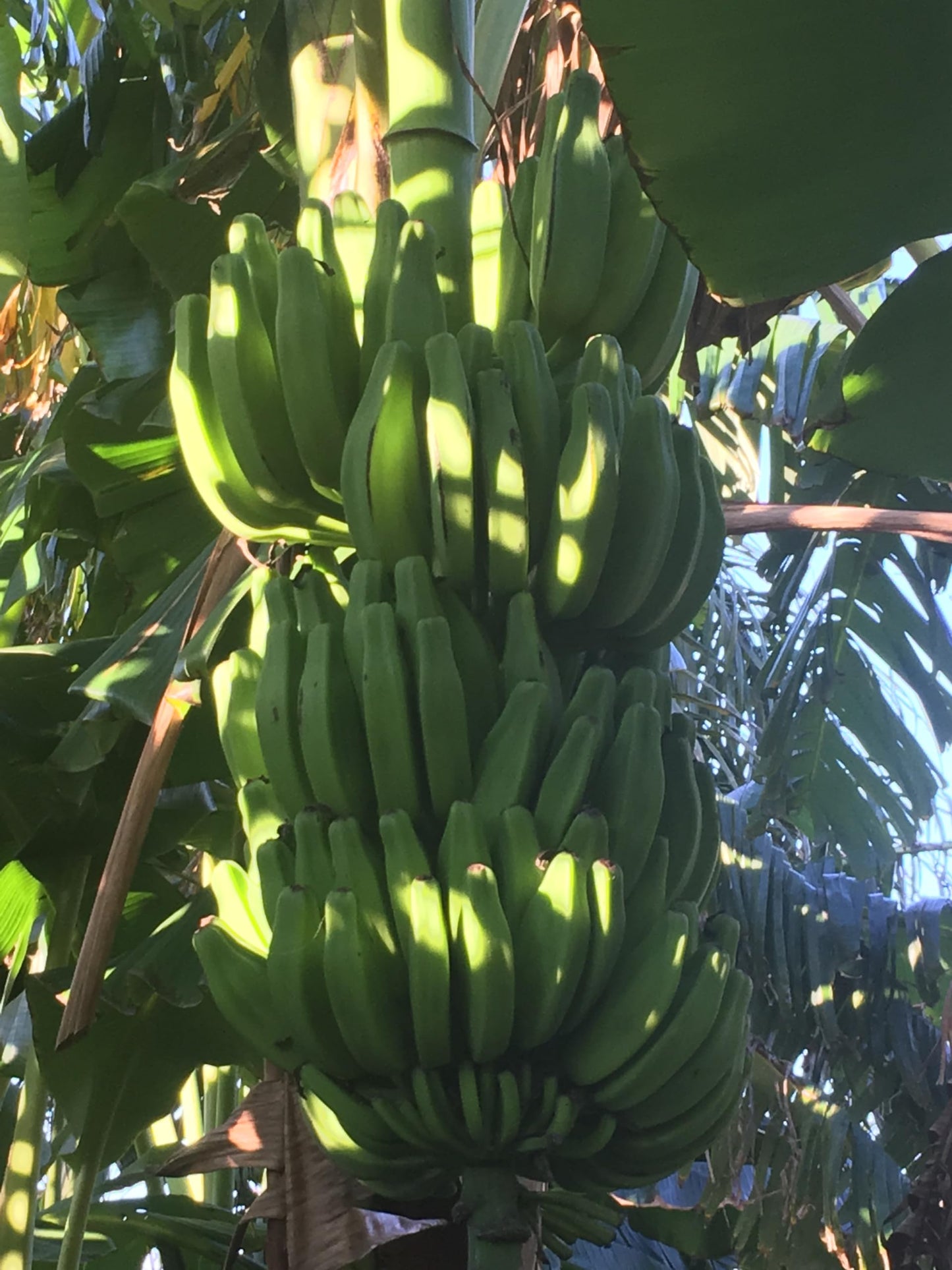 Banana Plant, Orinoco Banana, 'Musa accuminata' (Medium 13" - 24")