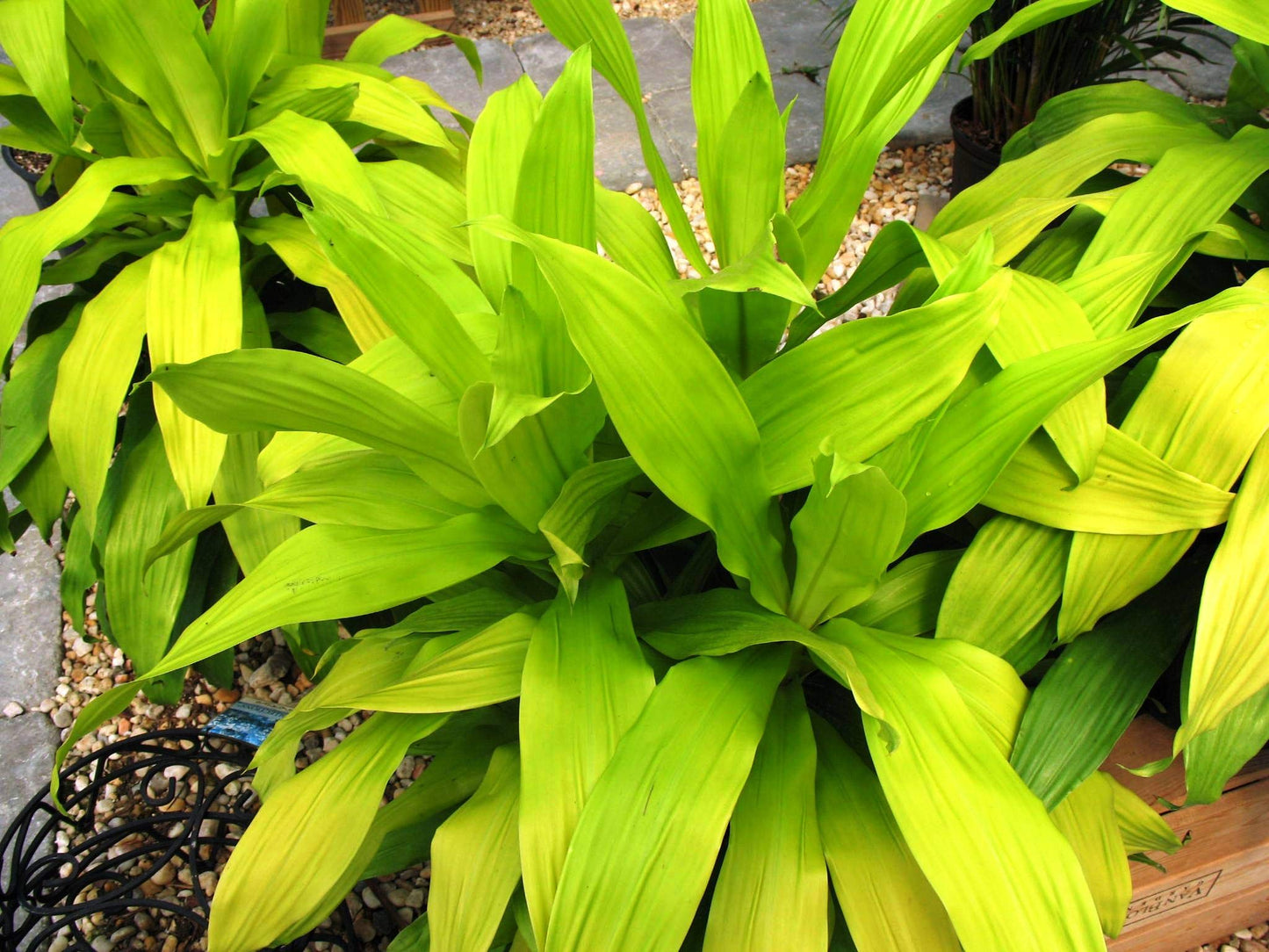 Dracaena Lime Light - Live Plant in an 10 Inch Growers Pot - Dracaena Fragrans 'Limelight' - Beautiful Indoor Air Purifying Houseplant