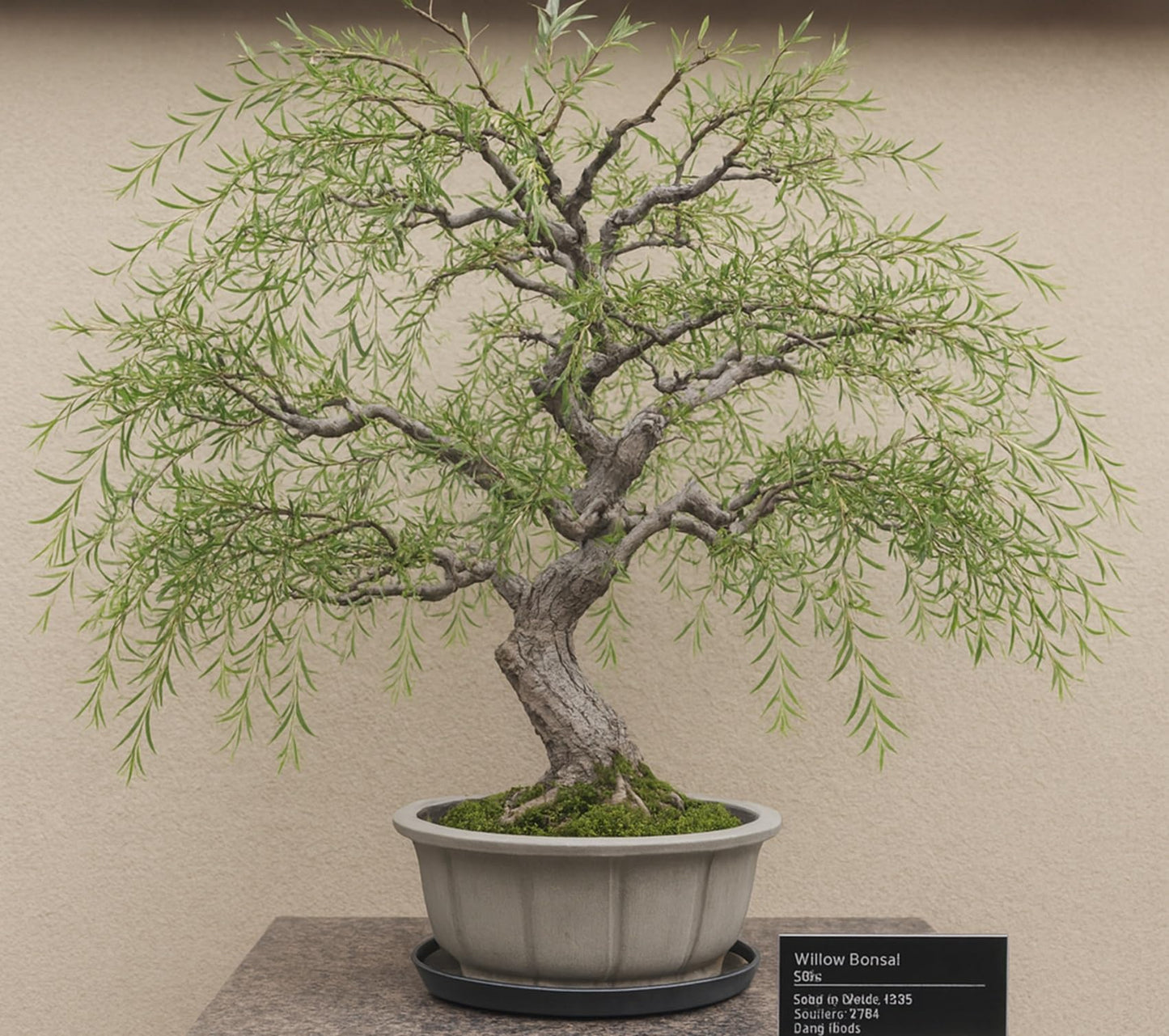 Dragon Claw Willow Bonsai Tree Cutting to Grow - Fast Growing, Indoor/Outdoor Bonsai Material - Curly Leafs and Branches