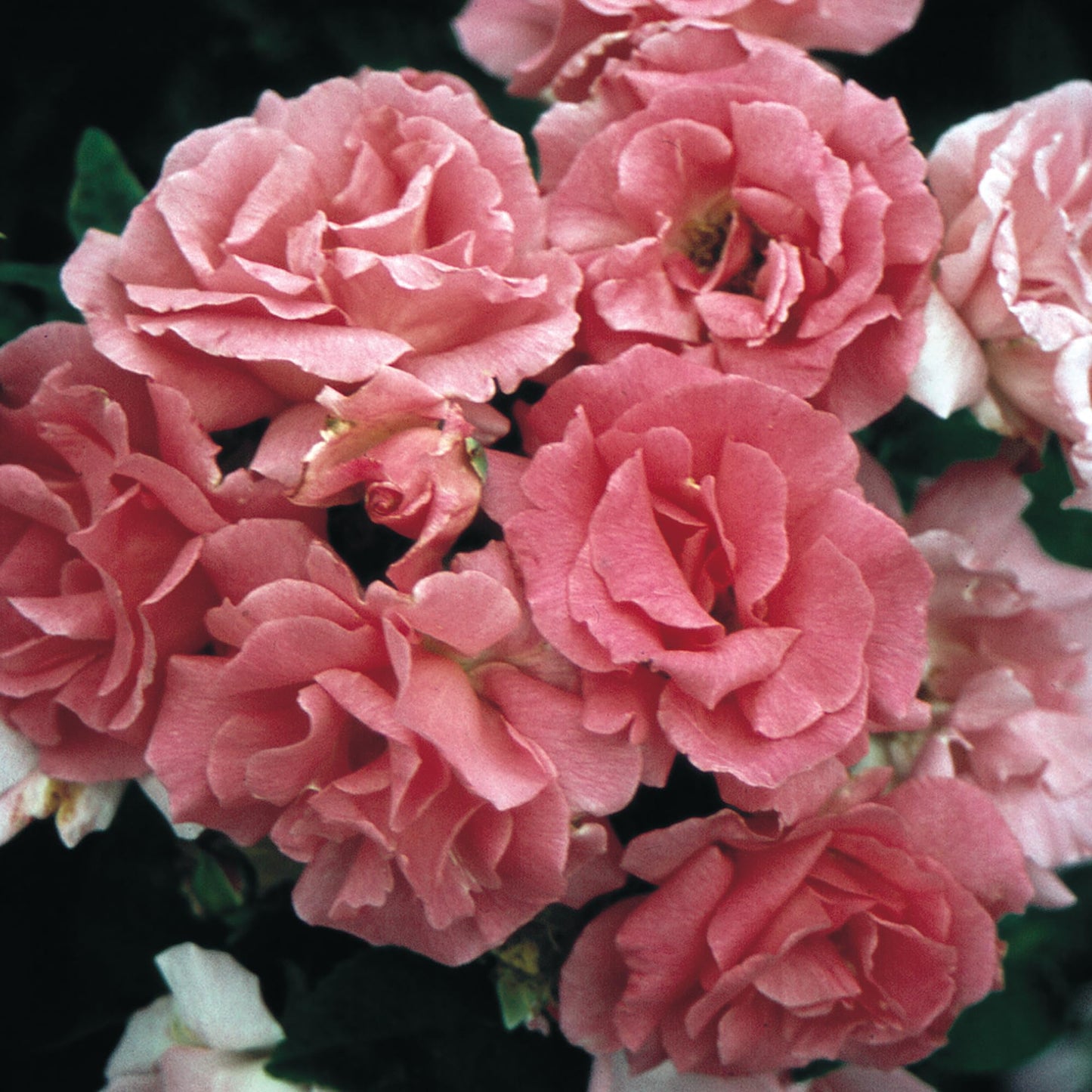 Zephirine Drouhin Climbing Live Rose, 1.5 Gal Potted Live Plant, Fragrant Pink Flowers, Nearly Thornless, Shade Tolerant, Own Root, Stargazer Perennials