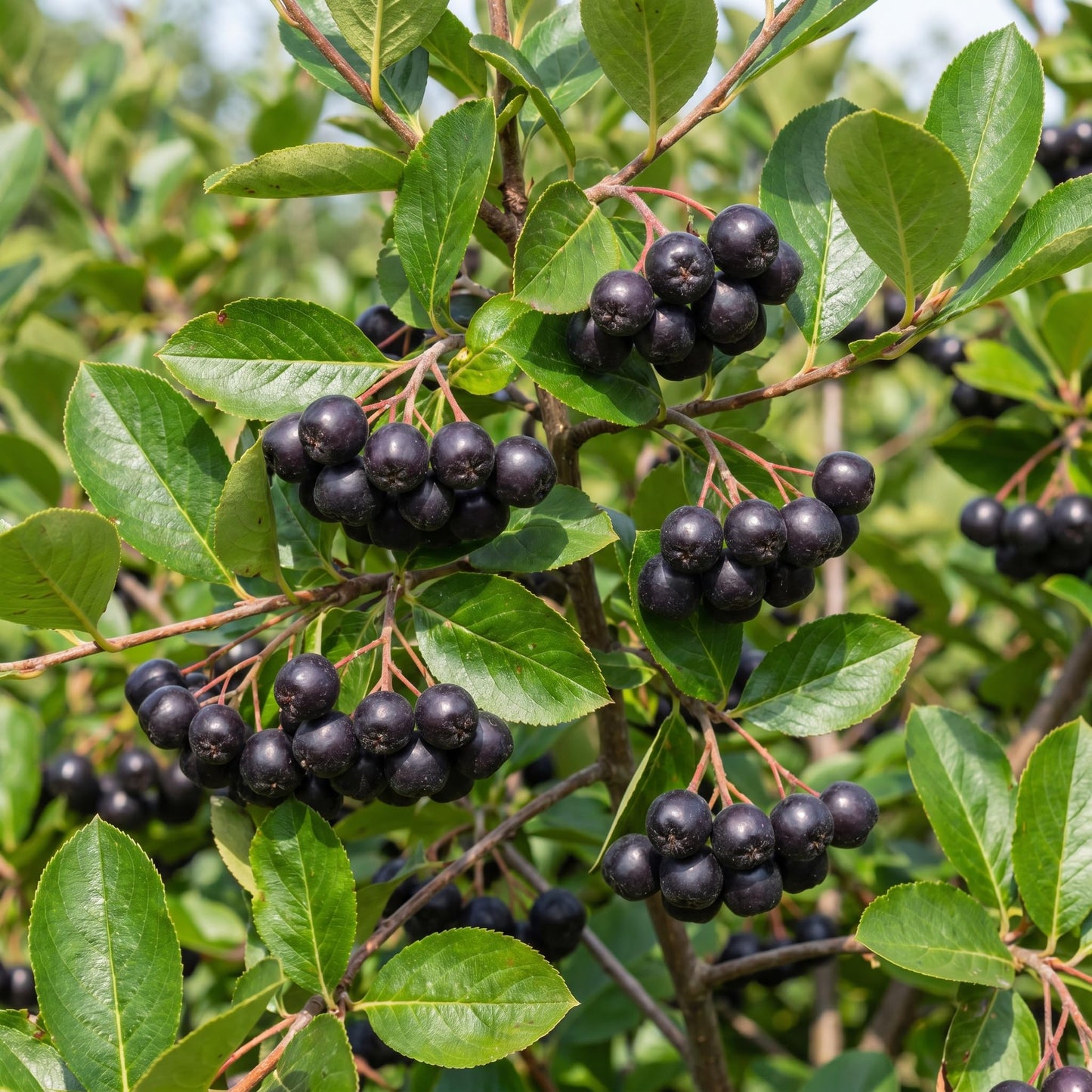 Black Chokeberry Tree, Hardy Aronia Fruit Tree 1.5-2 Feet Tall, Edible Berries, Landscaping and Garden Planting, Winter Dormant