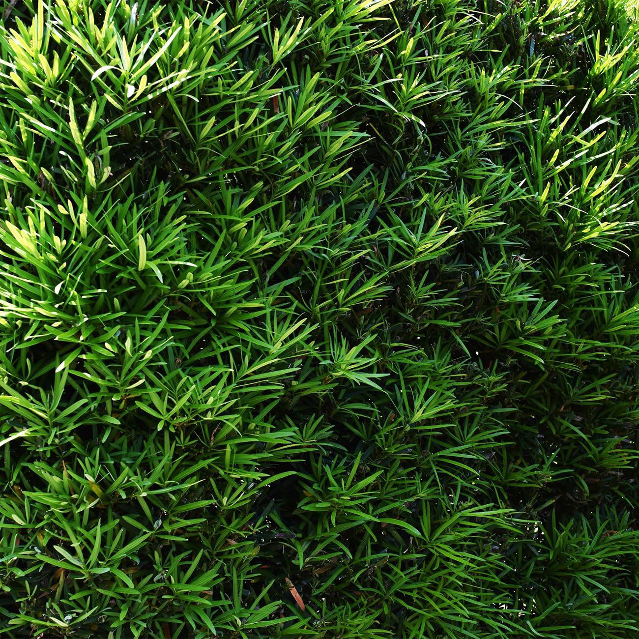 Perfect Plants Podocarpus Pringles 1 Gallon Growers Pot | Elegant Japanese Yew Perfect for Foundational Planting or Shrub Borders
