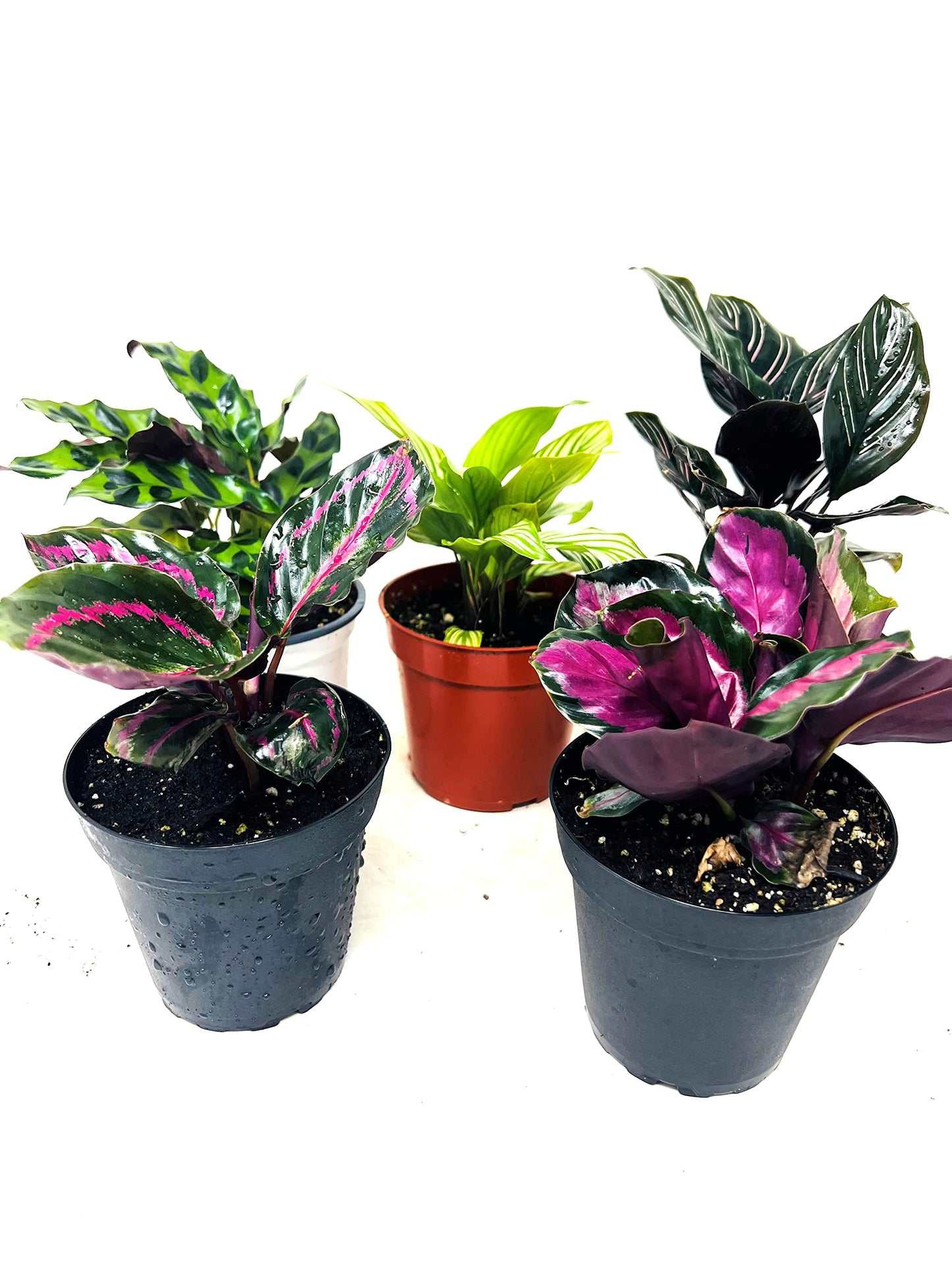 JM BAMBOO Calathea Party of 2 Live Plants 'Unique by JMBamboo'