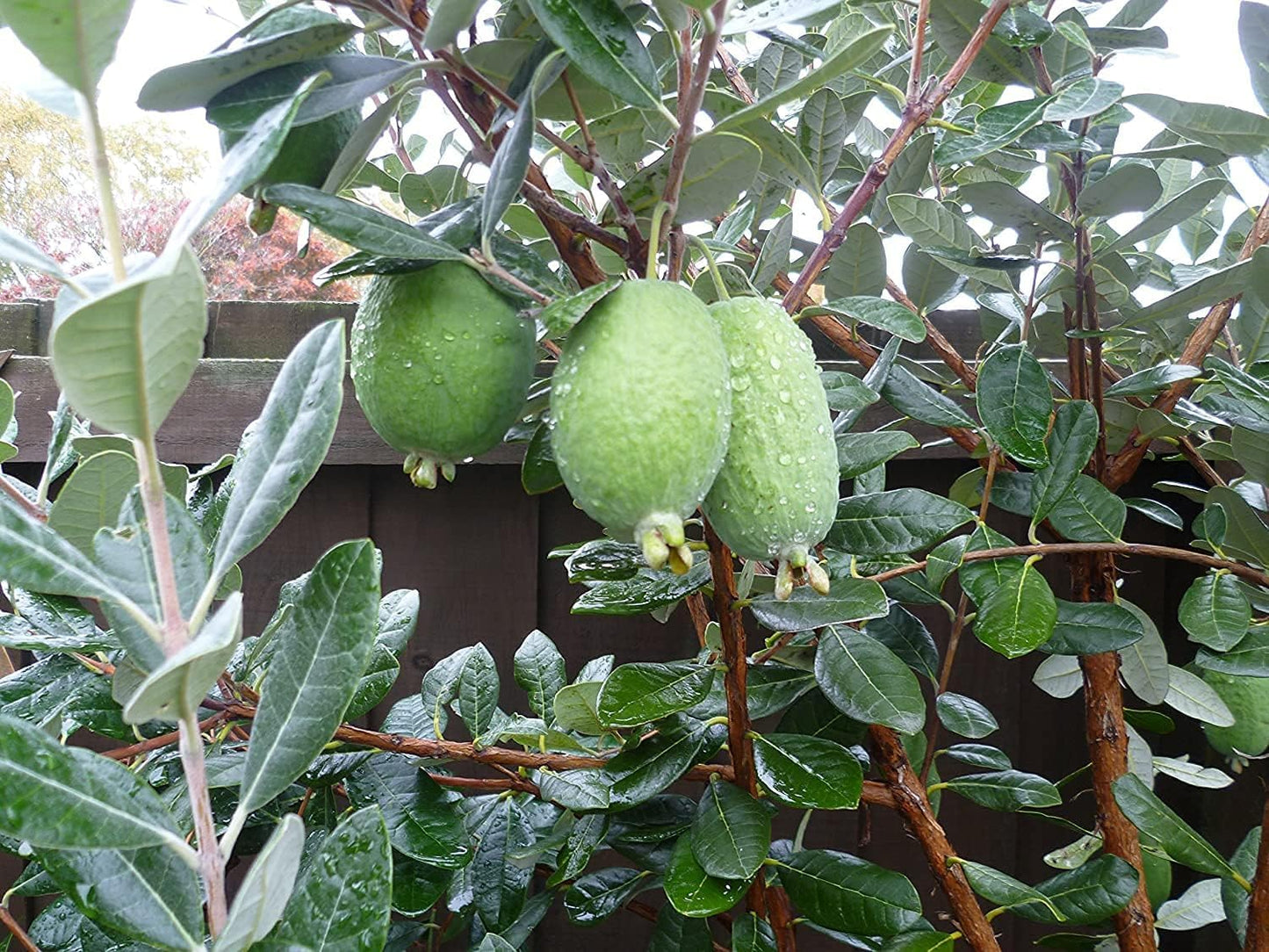 Pineapple Guava | 3 Large Trade Gallon Size Plants | Feijoa Sellowiana | Edible Fruit Shrub and Fragrant Flowering Foliage