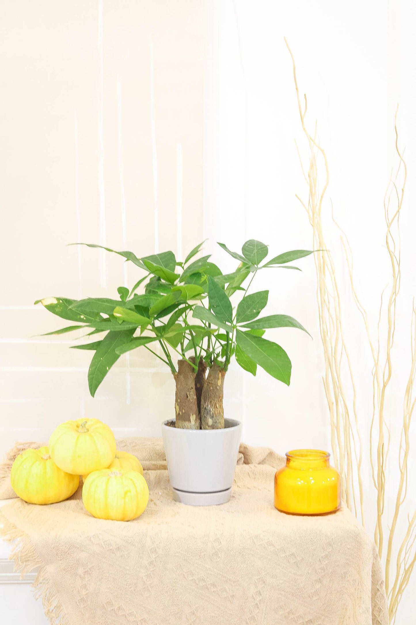 Pachira Stump Money Tree (4" Grower Pot) - Air Purifying and Live Healthy Houseplant - Easy to Grow, Easy to Care Indoor Houseplant