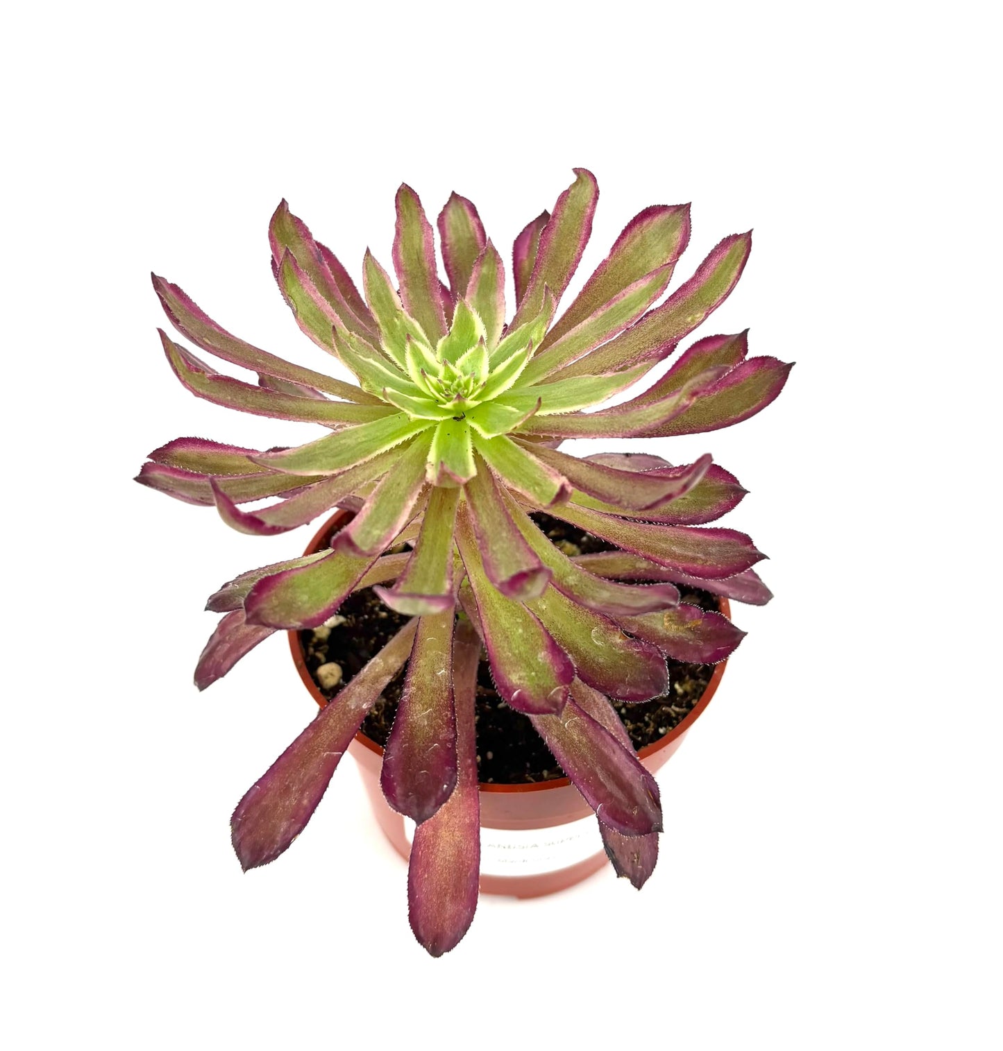 CTS Air Plants Aeonium Mardi Gras Succulent Plant, Colorful Green Blue Pink Rosettes, 4 Inch Pot, Live Indoor Outdoor Plant
