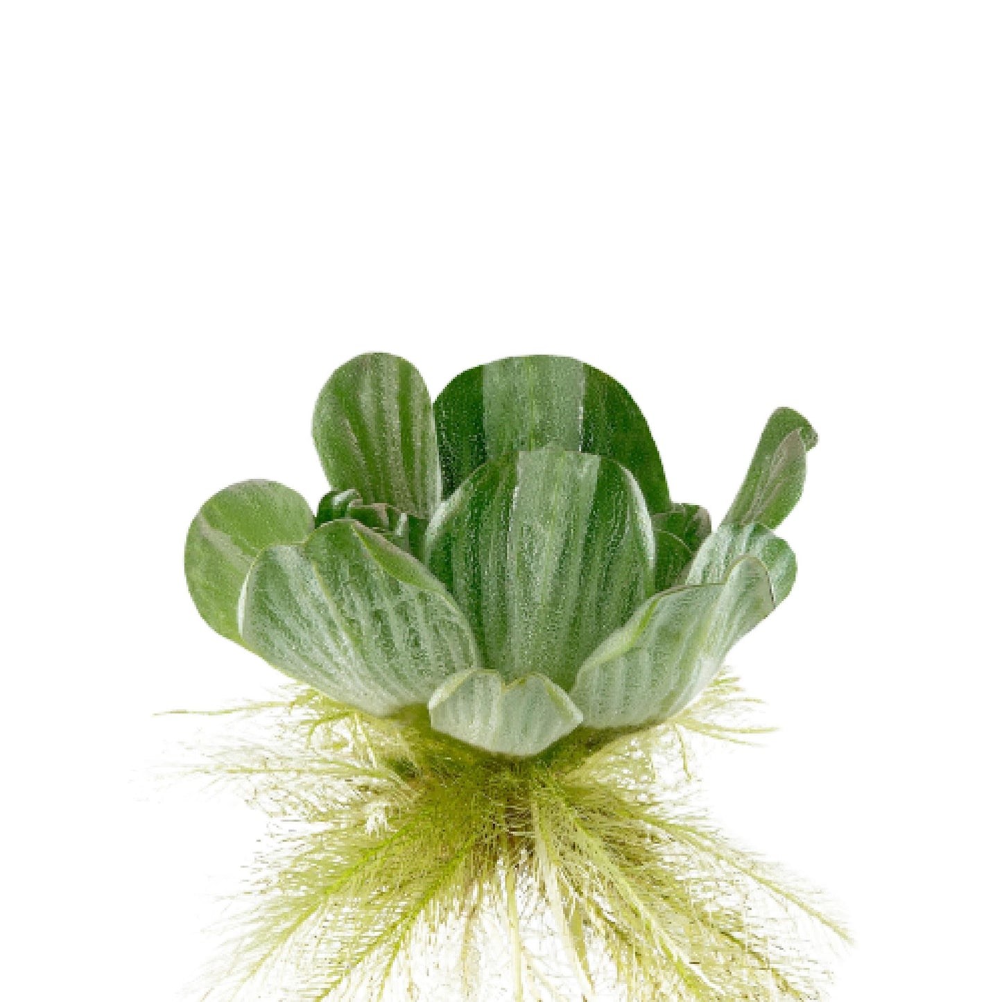 Chalily Bundle of 5 Water Lettuce Floating Pond Plants Live Aquatic Plant Great for Koi Ponds Fast Growing Cannot Ship to Some States (5)
