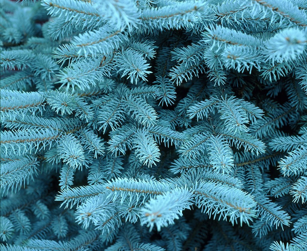 Montgomery Dwarf Colorado Blue Spruce - Grows Only 4 feet Tall - 1 Year Live Plant
