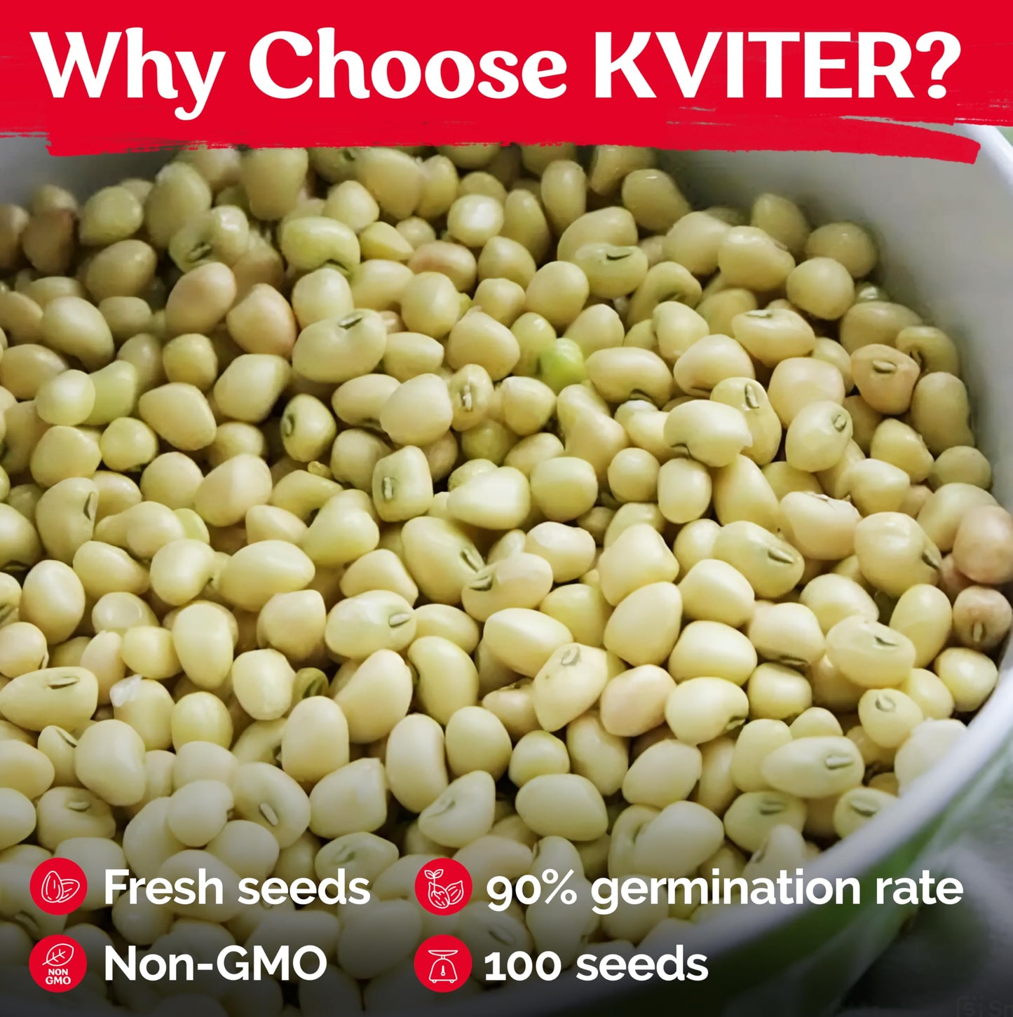 KVITER 100 Zipper Cream Cowpeas, Seeds for Planting (Vigna Unguiculata) – Heirloom Seed Non GMO Organic – Drought-Tolerant, Fast-Growing, Easy Shelling, Vegetable Seeds for Your Outdoor Garden