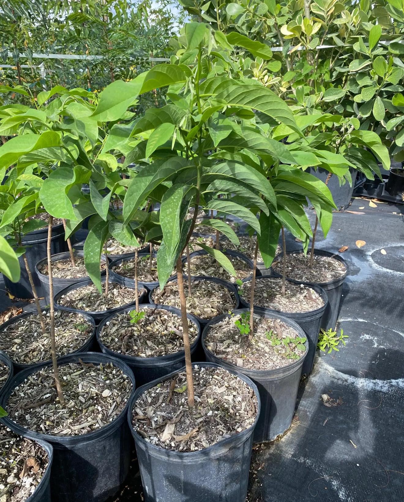 Big Red Sugar Apple(Annona Squamosa) Anon Rojo Tropical Live Fruit Tree(2ft Tall) Plant