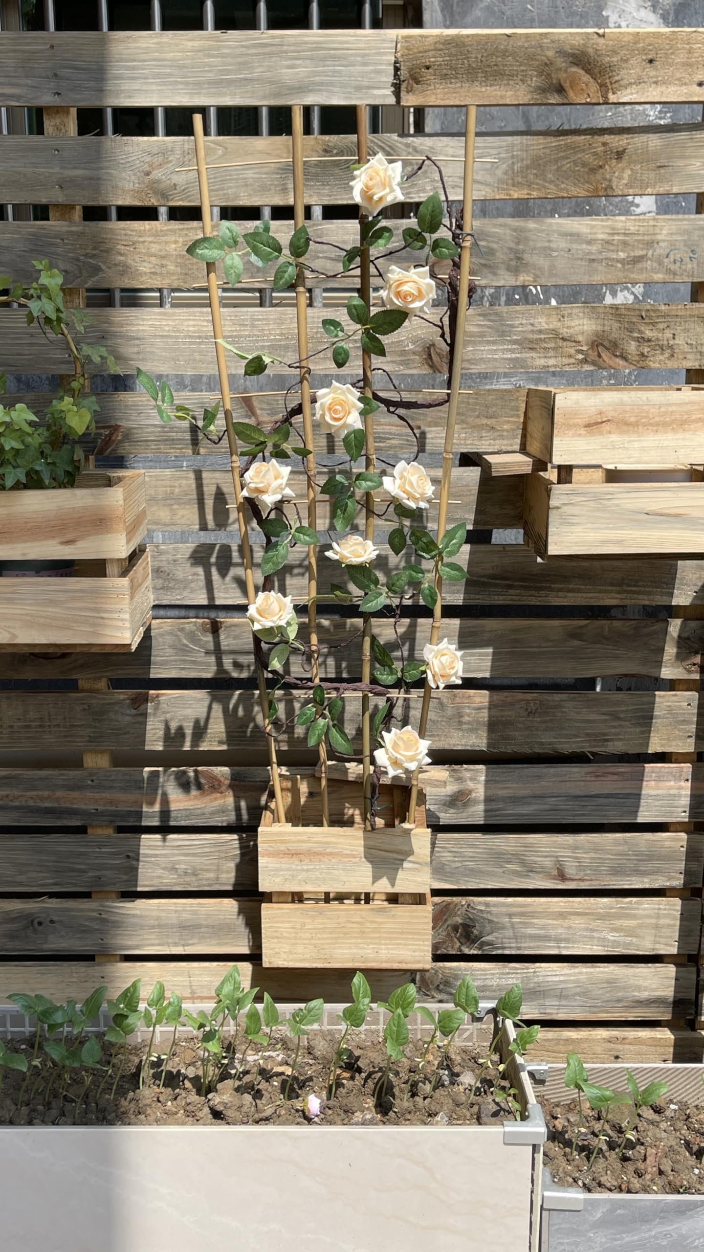 Natural Bamboo Trellis, 4.8Feet,3Pack,Fan-Shaped Plant Support Trellis for Outdoor and Indoor Potted Climbing Plants,Vegetables, Cucumber, Tomato, Hoya,