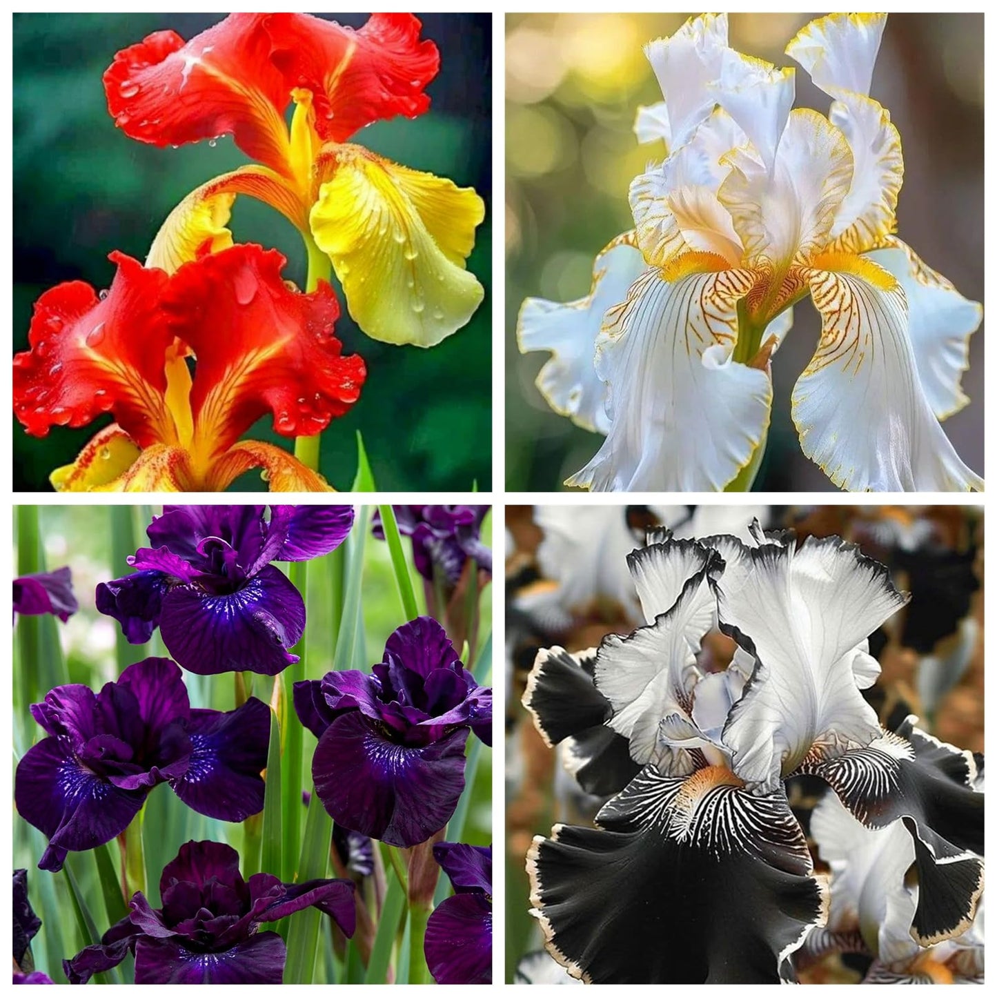 YIJKDSC Bearded Iris for Planting - Magical Hardy Balcony Rare Species, Simple to Grow, Ornamental Value l (c, 4bulbs)
