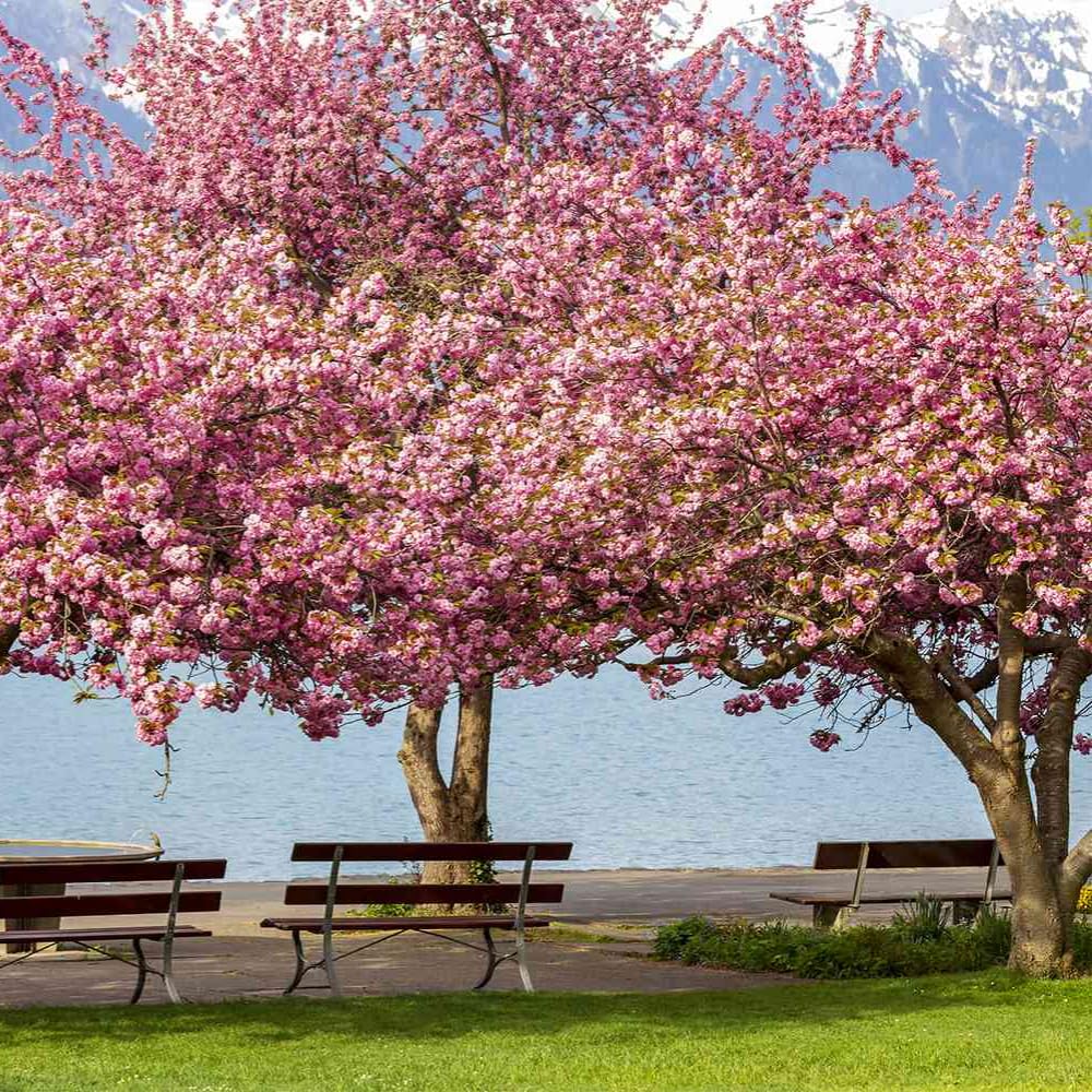 Cherry Blossom Tree, Live Ornamental Tree 6-12" Tall in Pot, Beautiful Spring Blooms for Outdoor Planting (Double Pink Cherry Blossom)