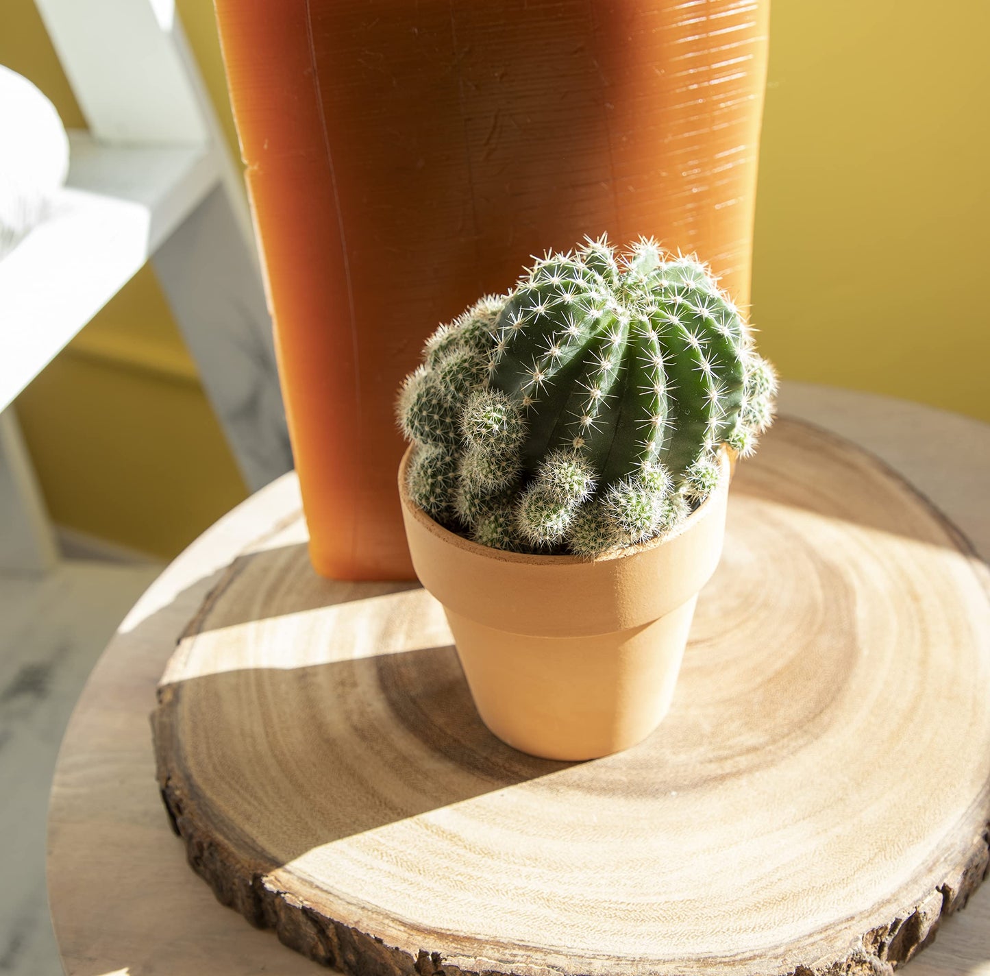 Cactus Plants Live in Clay Cactus Plant Pot, Live Cactus Potted in Cactus Soil Potting Mix, Live Mini Cactus Succulents Plants Live Cacti, Cactus Live Succulents in Succulent Pot by Plants for Pets