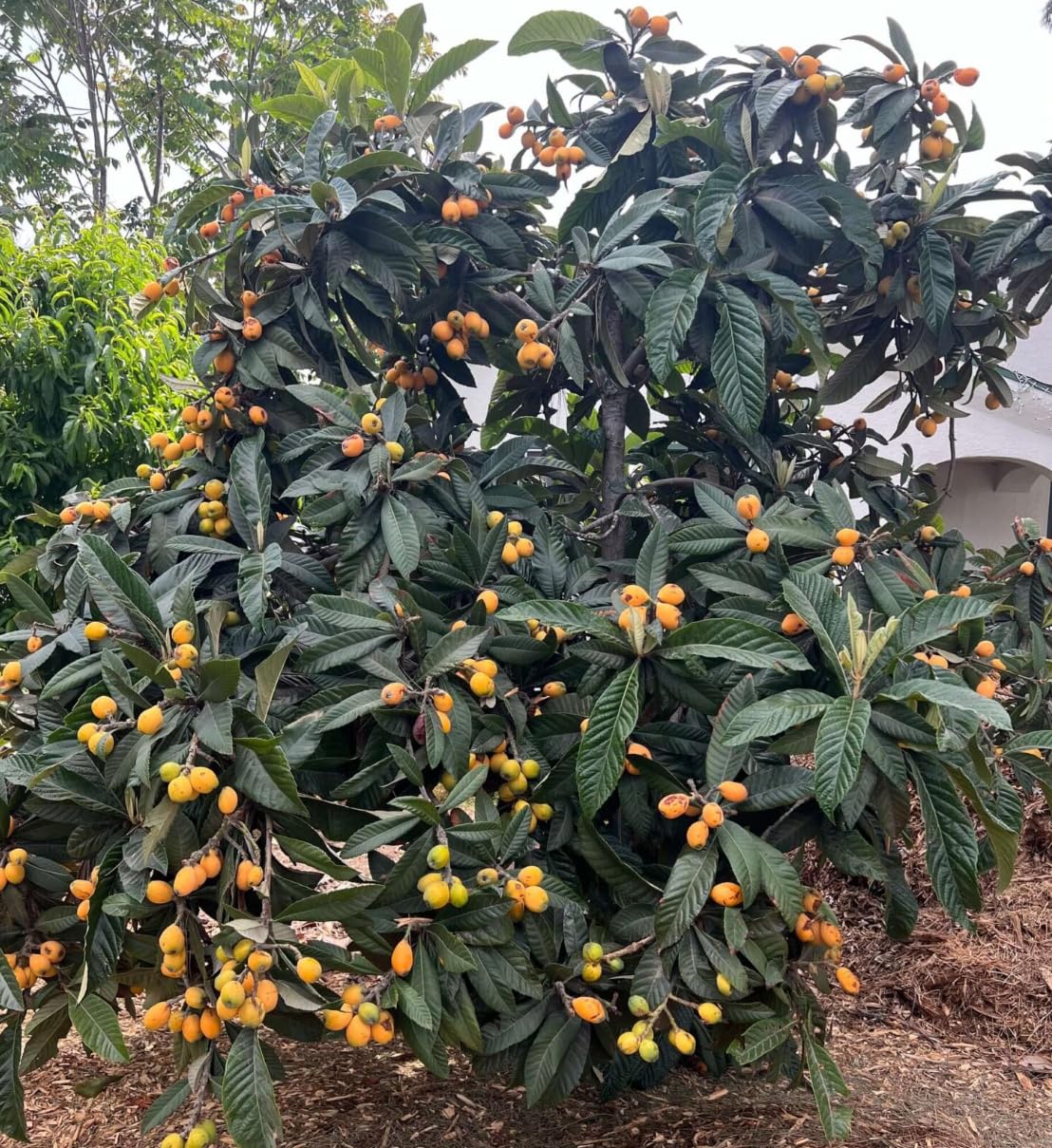 Grafted Loquat (Eriobotrya Japonica) Tropical Plantae Live Fruit Tree 2′-3′ feet