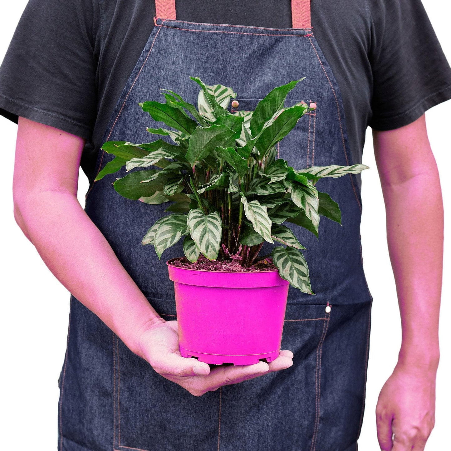 Calathea Concinna 'Freddie' in 6in Pot - Live Tropical Houseplant - Easy to Grow | Air Purifying | Pet Friendly | Variegated | USA Growers | The Snobby Leaf