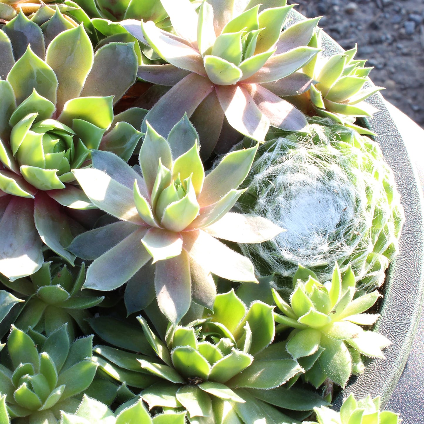 Altman Plants Non-Toxic Live Sempervivum Succulent Plant Gift in 8" Decorative Pot, Real Succulents to Grow, Easy Care Hens and Chicks, Hardy & Low-Maintenance Gift for Gardeners, Popular Houseplants