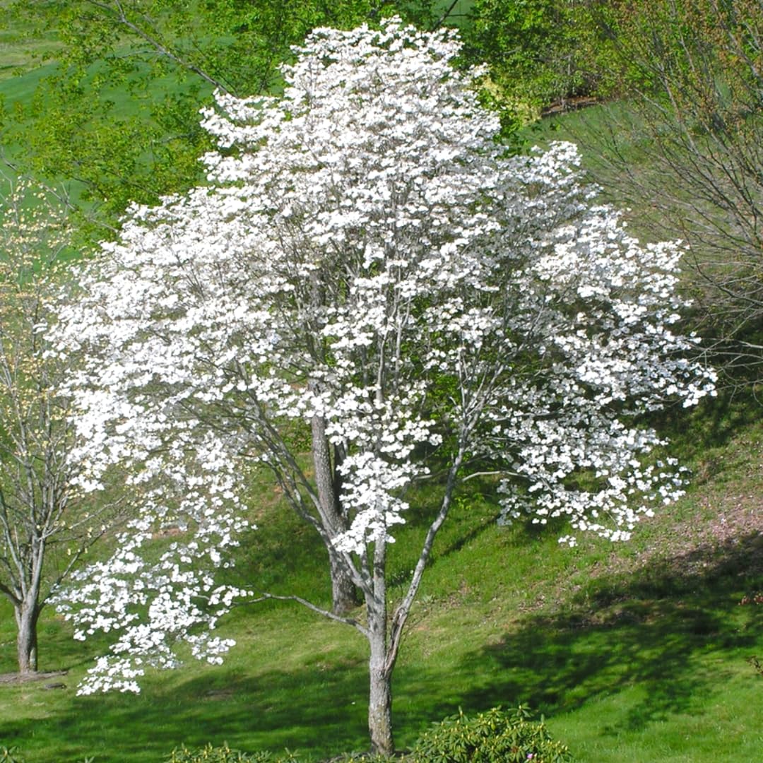 White Dogwood Tree Live Plant 6" to 1 Feet Tall, Flowering Dogwood Plant, Spring Planting Well Rooted, Cold Hardy, Ornamental Outdoor Indoor Decor