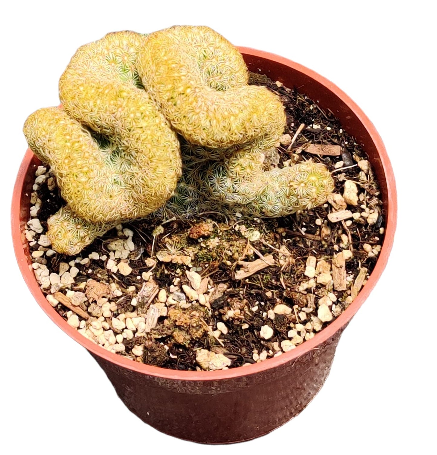 FOLIAGEMS Live Succulent Cactus Plants from USKC (4" Pot) (Mammillaria elongata cristata 'Brain Cactus')