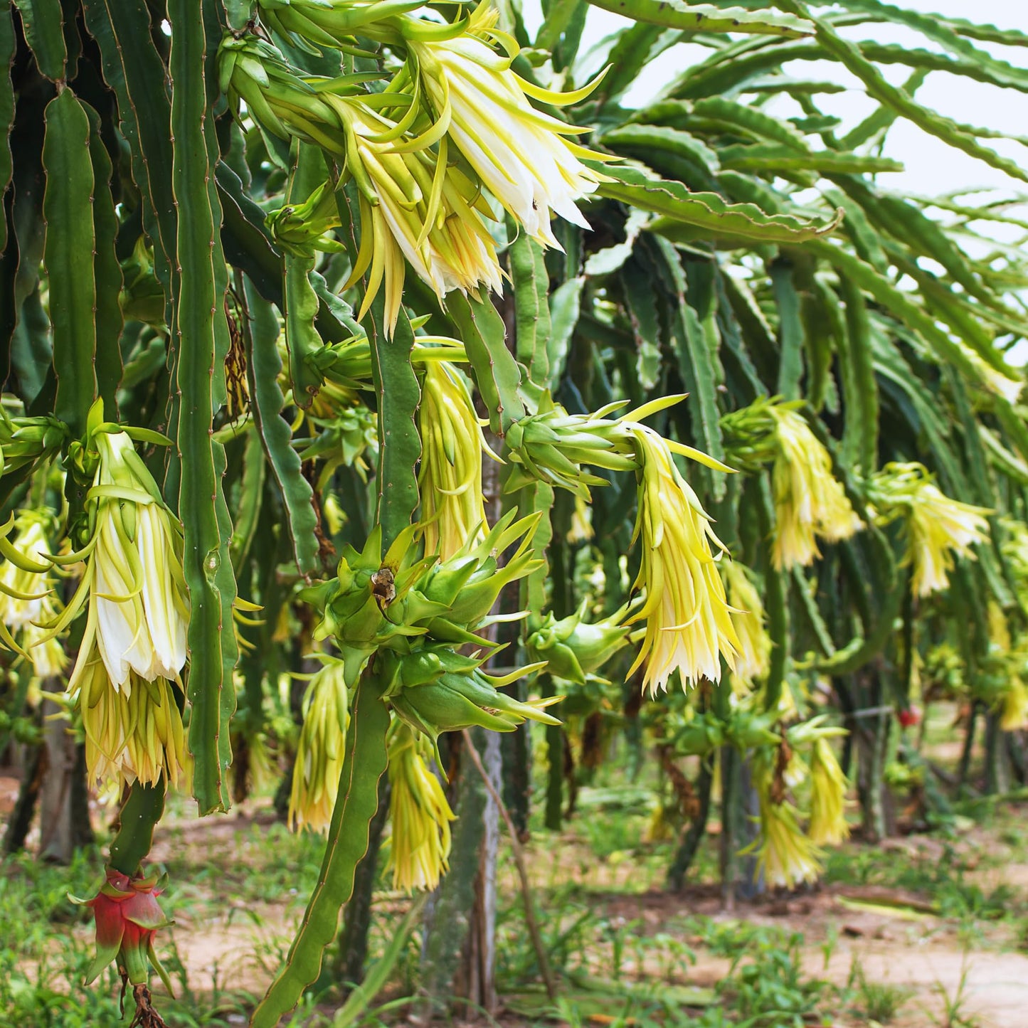 Set 3 Dragon Fruit Plants Live, Starter Plants from 3 to 6 Inches Tall, Dragon Fruit Live Plant for Garden