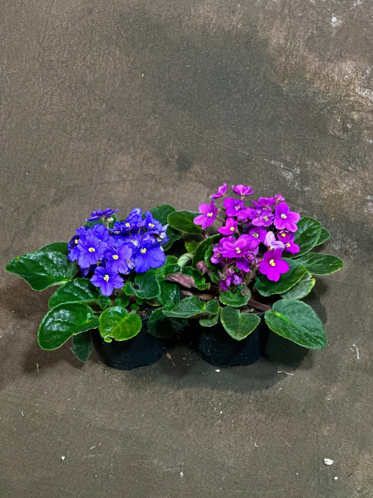PLANTVERS African Violet in a 4" Grow Pot – Indoor Flowering Plant – Stunning White, Pink, and Violet Blooms – Set of 2 Colors