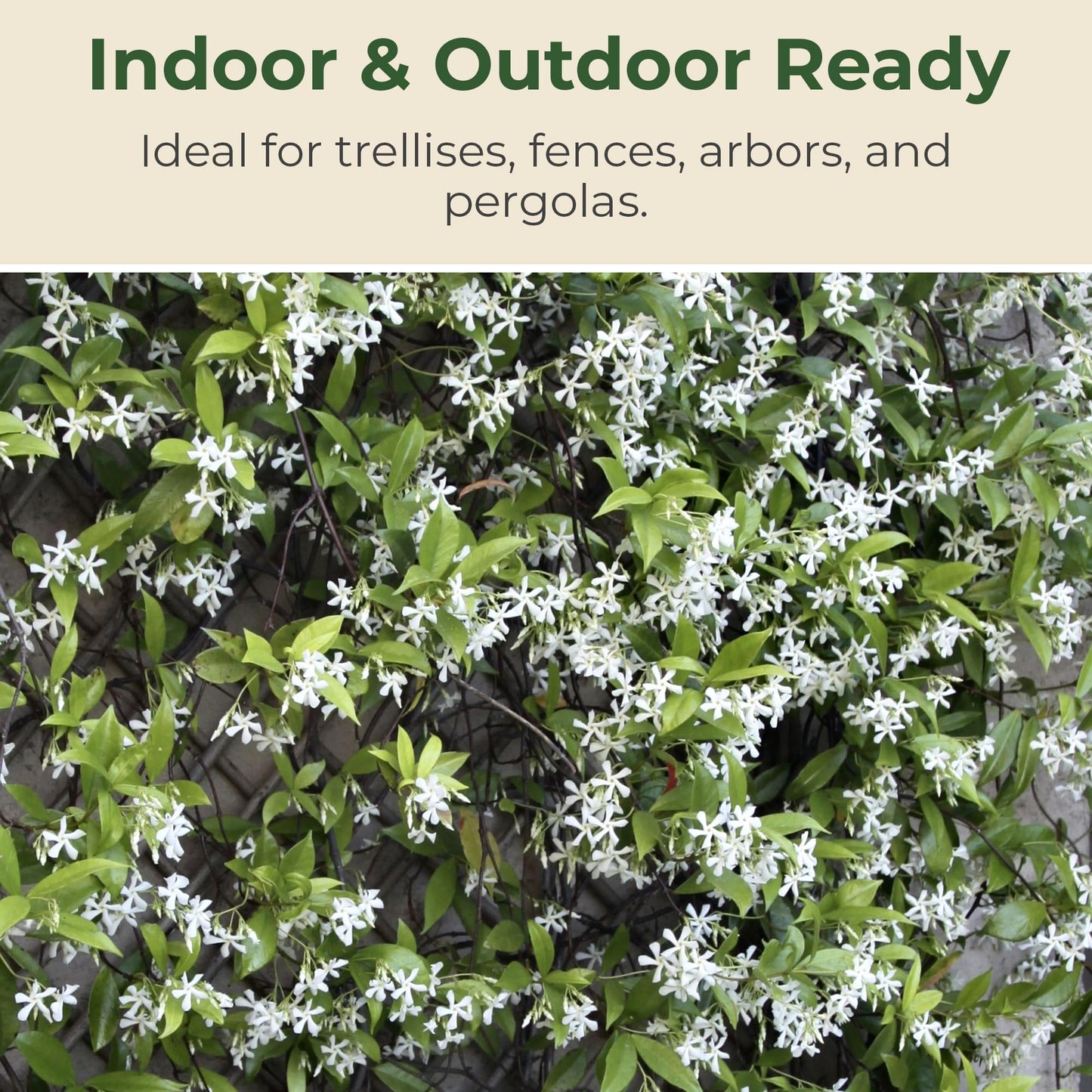 2.5 qt. Jasmine Confederate Flowering Shrub with White Flowers - Easy to Grow & Adaptable Live Shrubs for Slopes, Borders, Retaining Walls - 10 to 15 Tall and 3 to 6 Wide Confederate Jasmine Plant